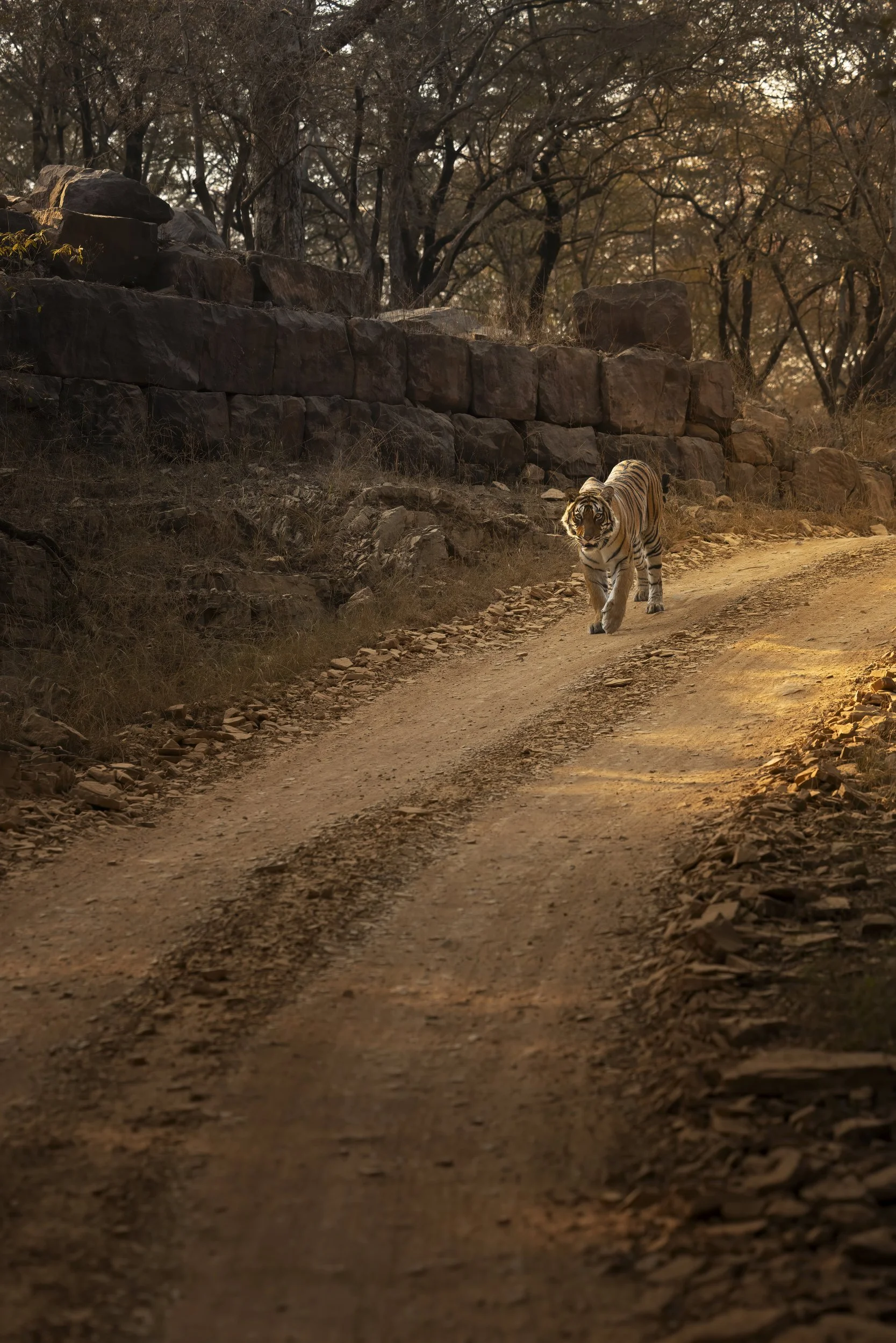 roadtiger.jpg