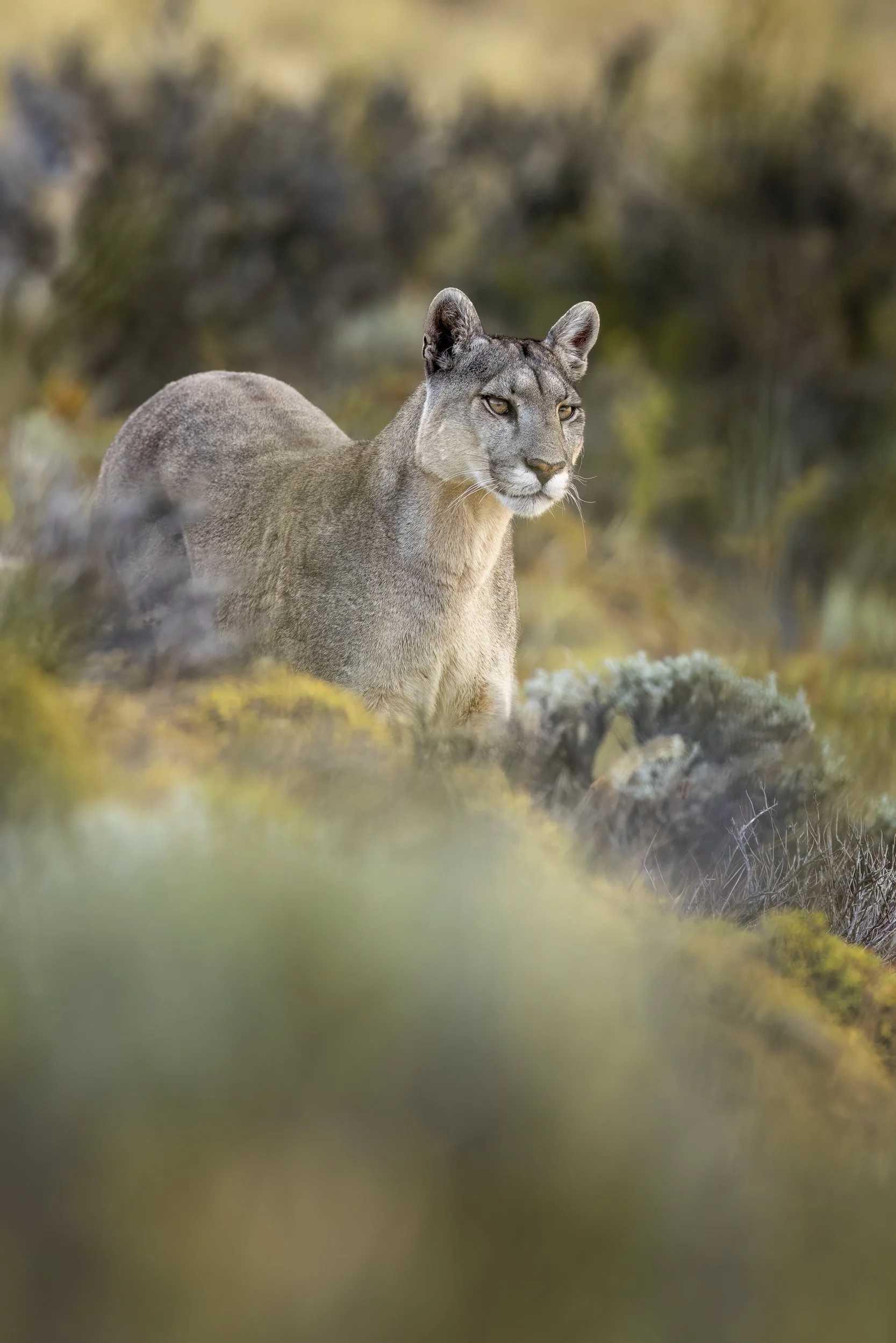 puma4.jpg