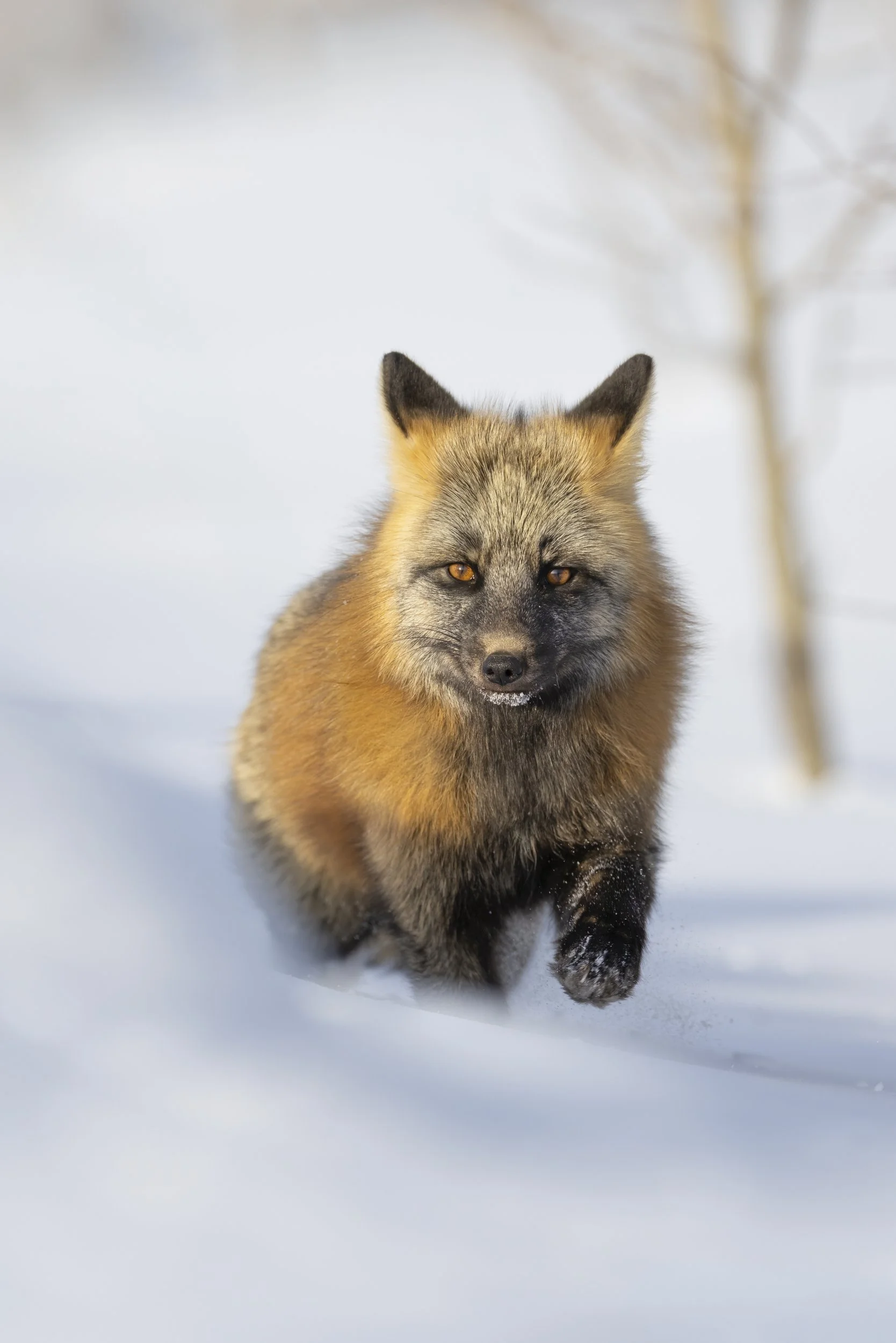 canadafox.jpg