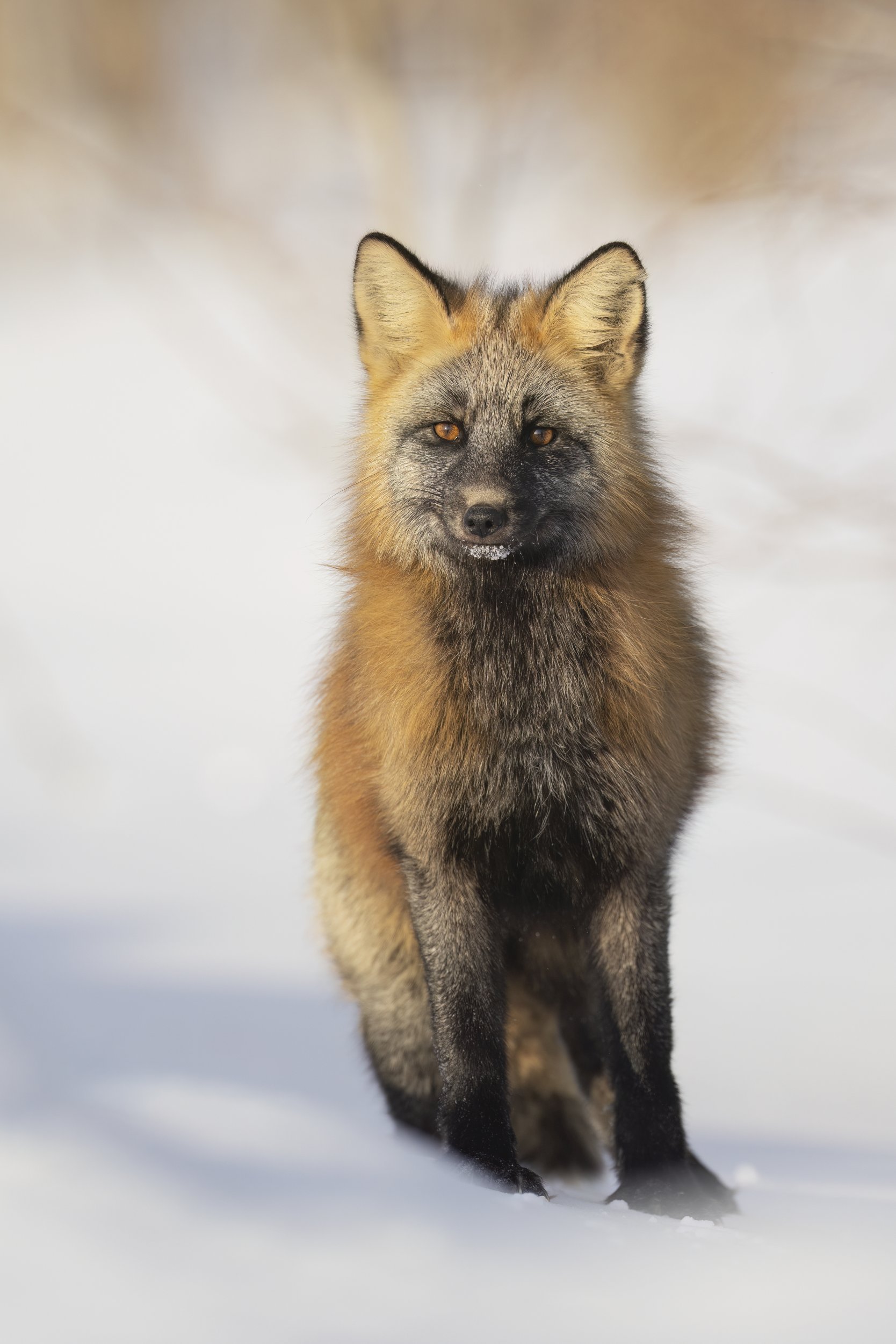 canadafox1.jpg