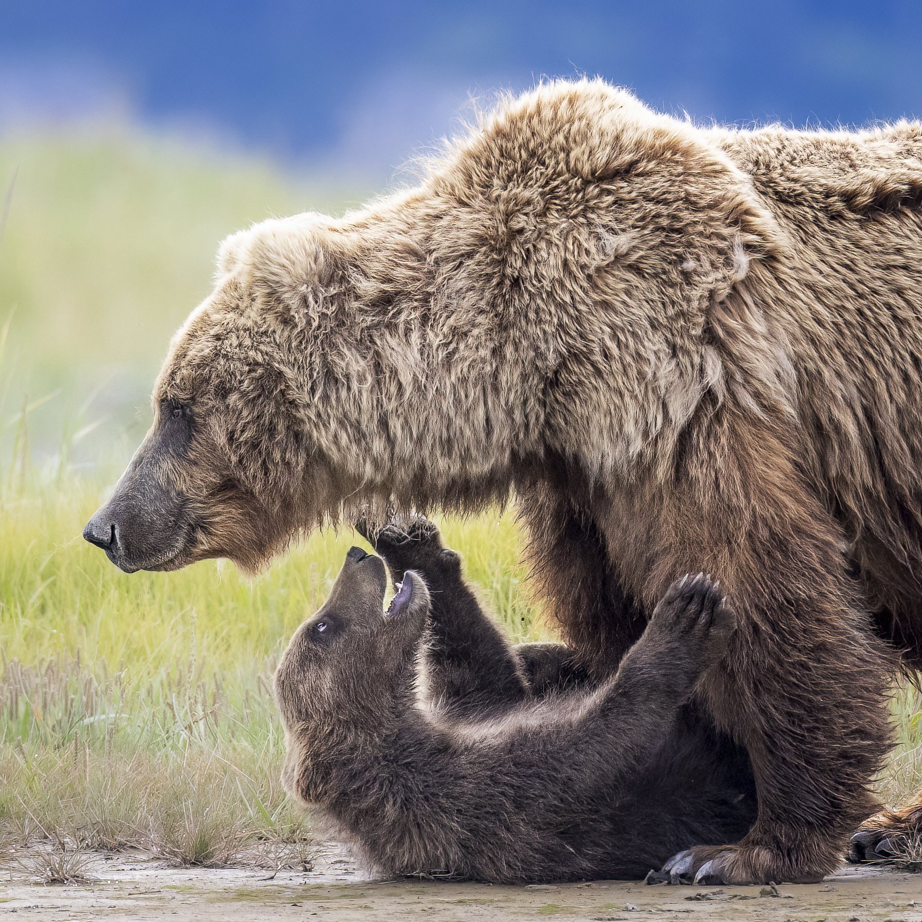 wrestlesowandcub.jpg