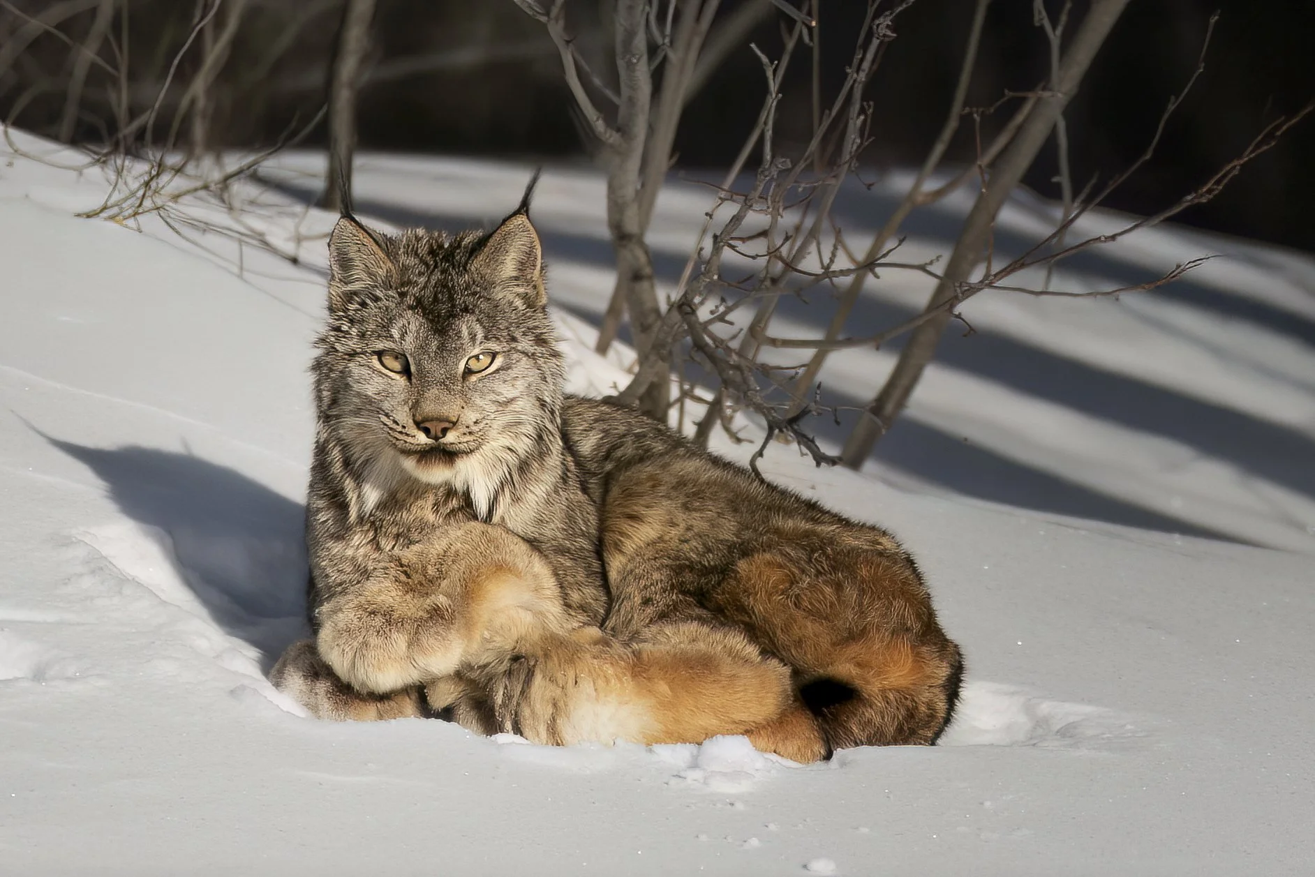 lynx2.jpg