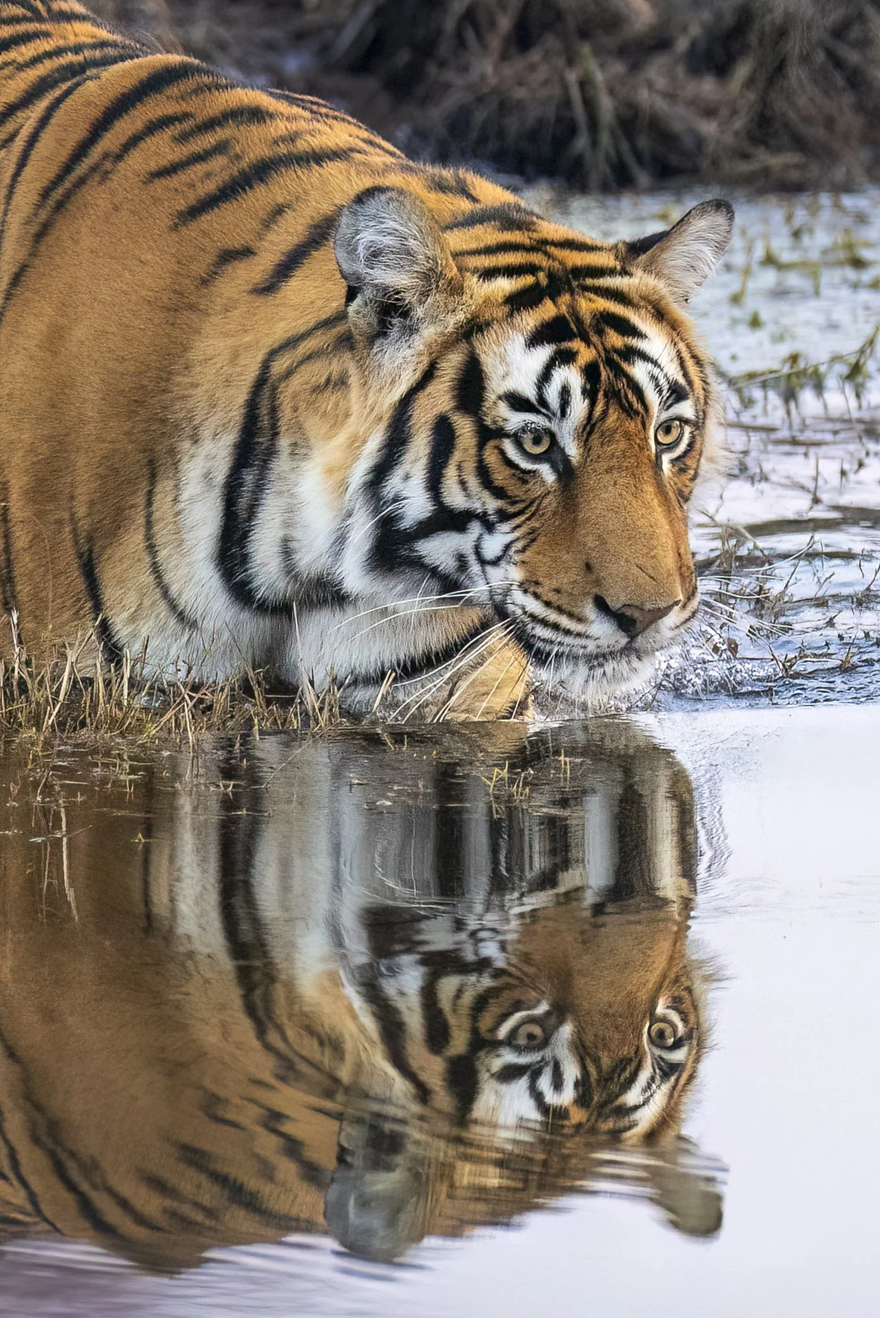watertiger.jpg
