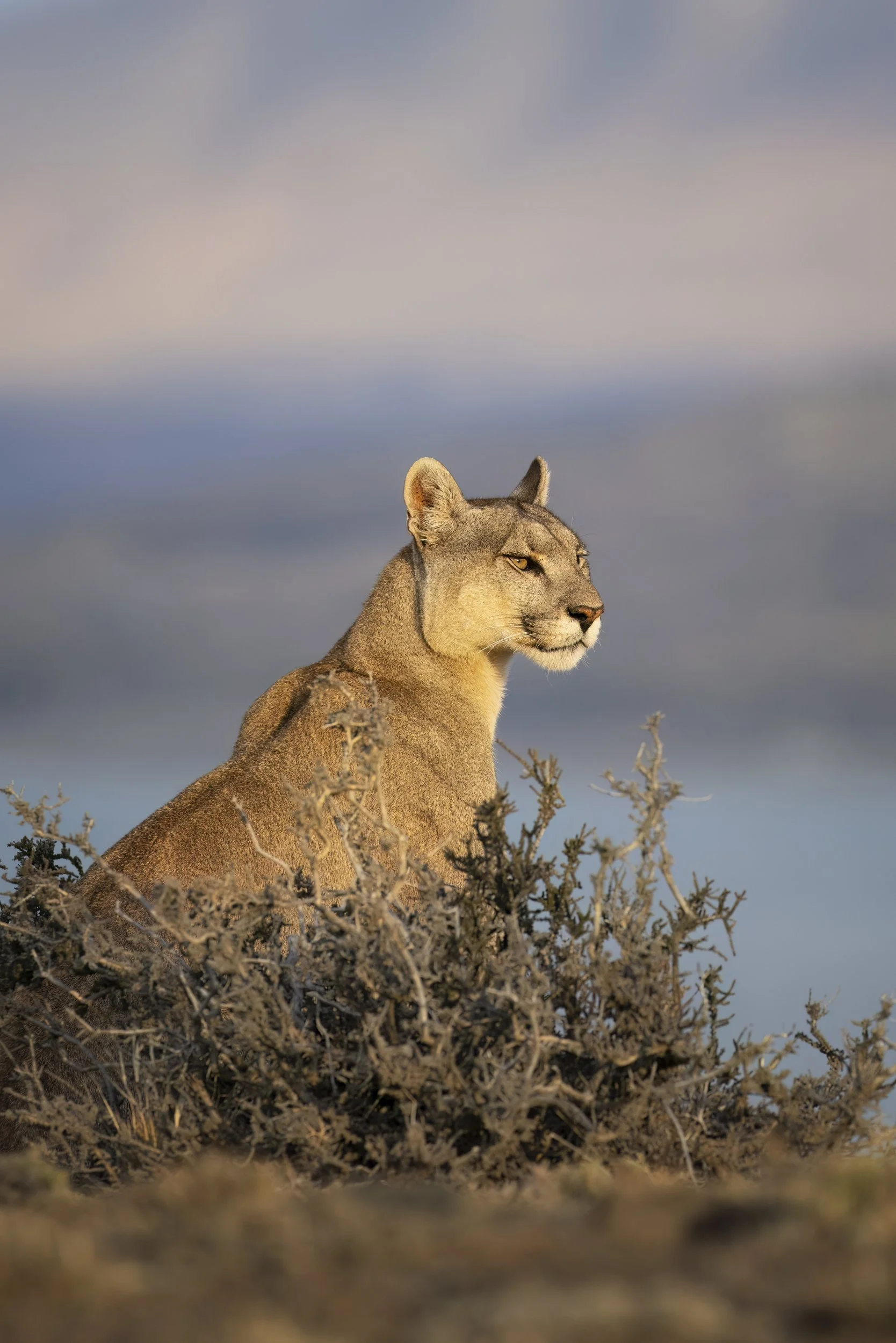 bluepuma.jpg