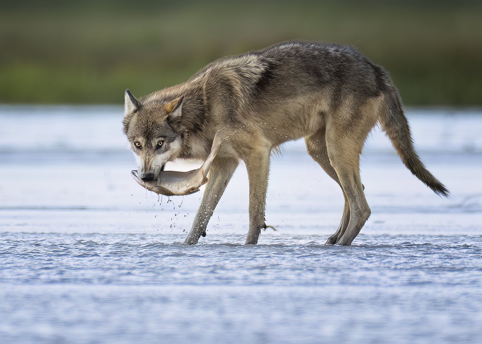 wolfwithfish.jpg