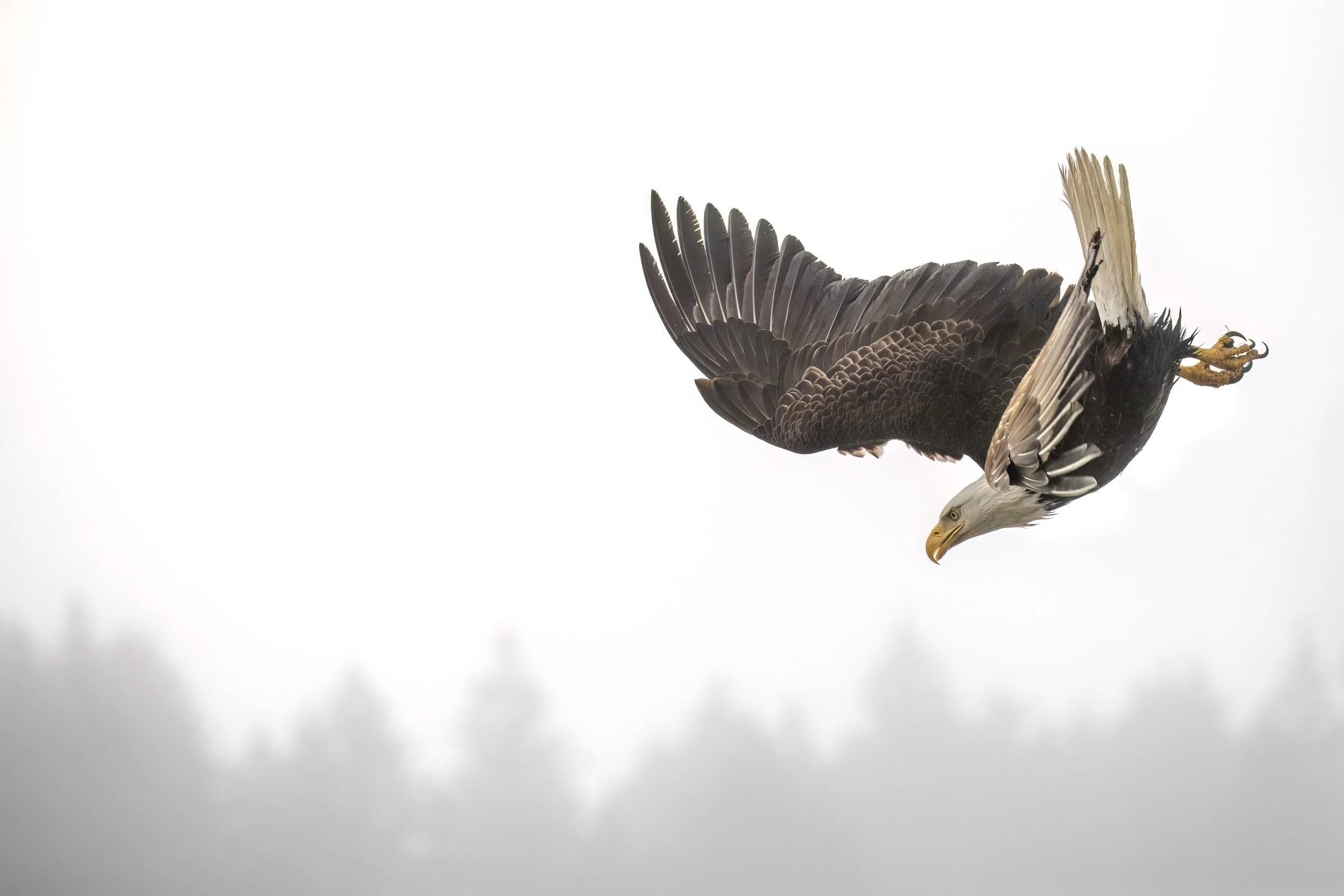 eagledive.jpg