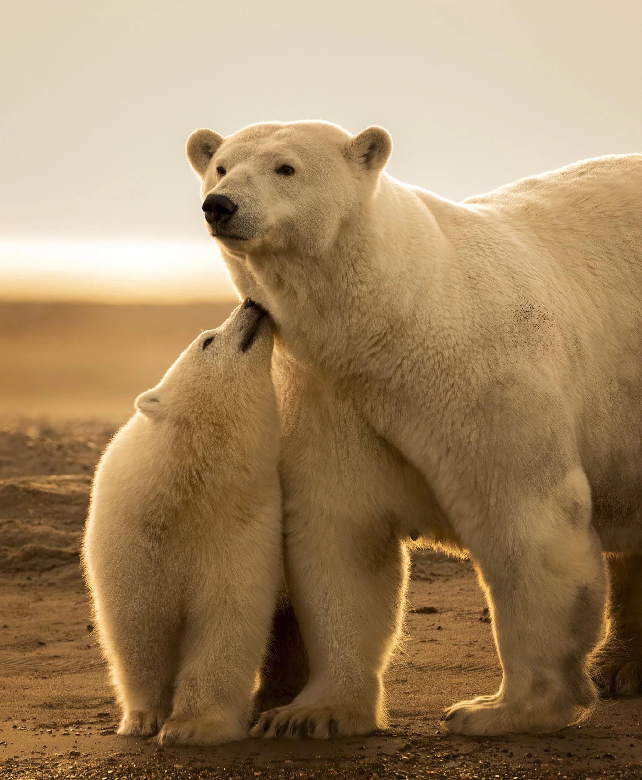 polarbearfamilytender.jpg