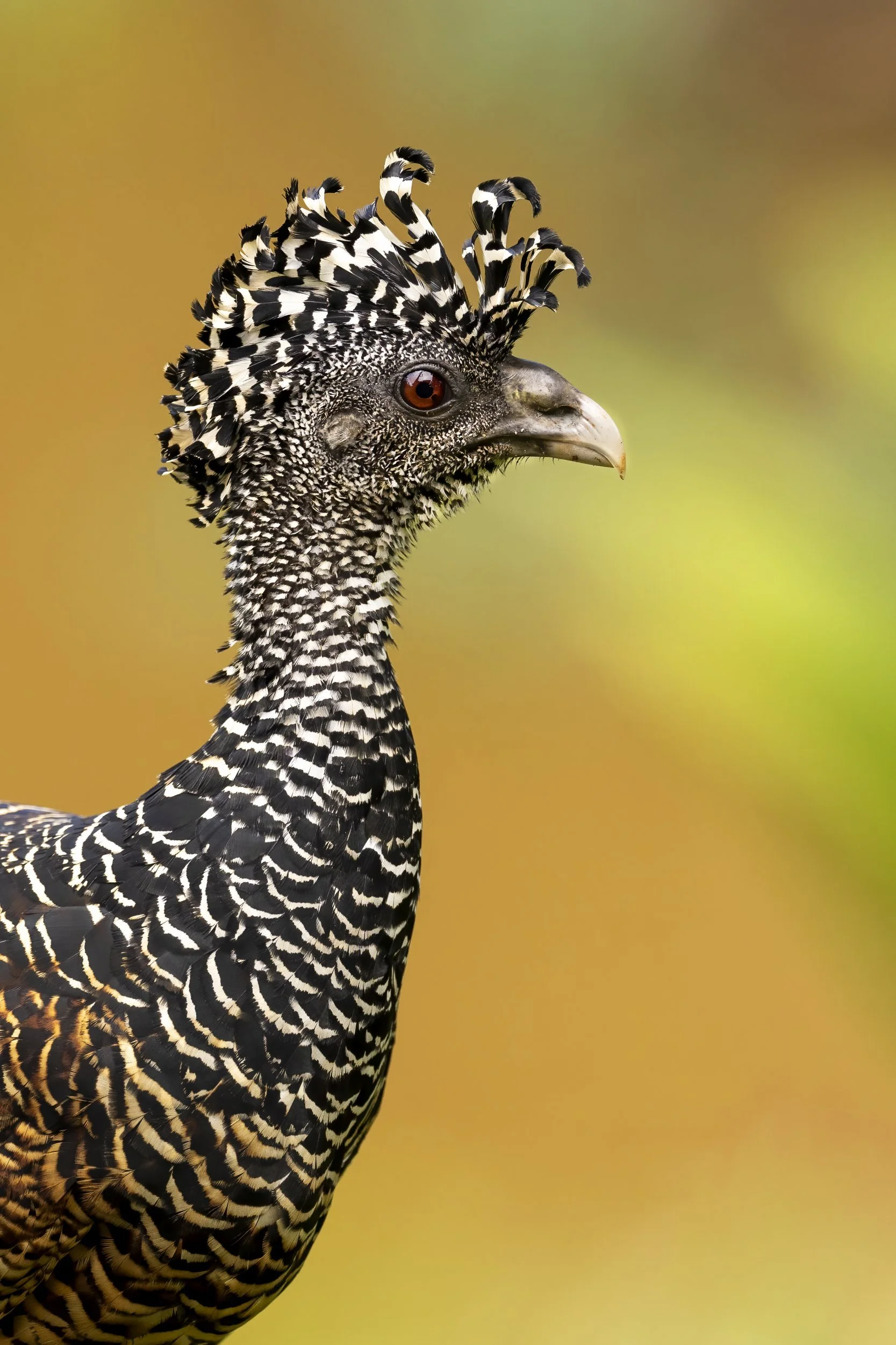 bird.jpg