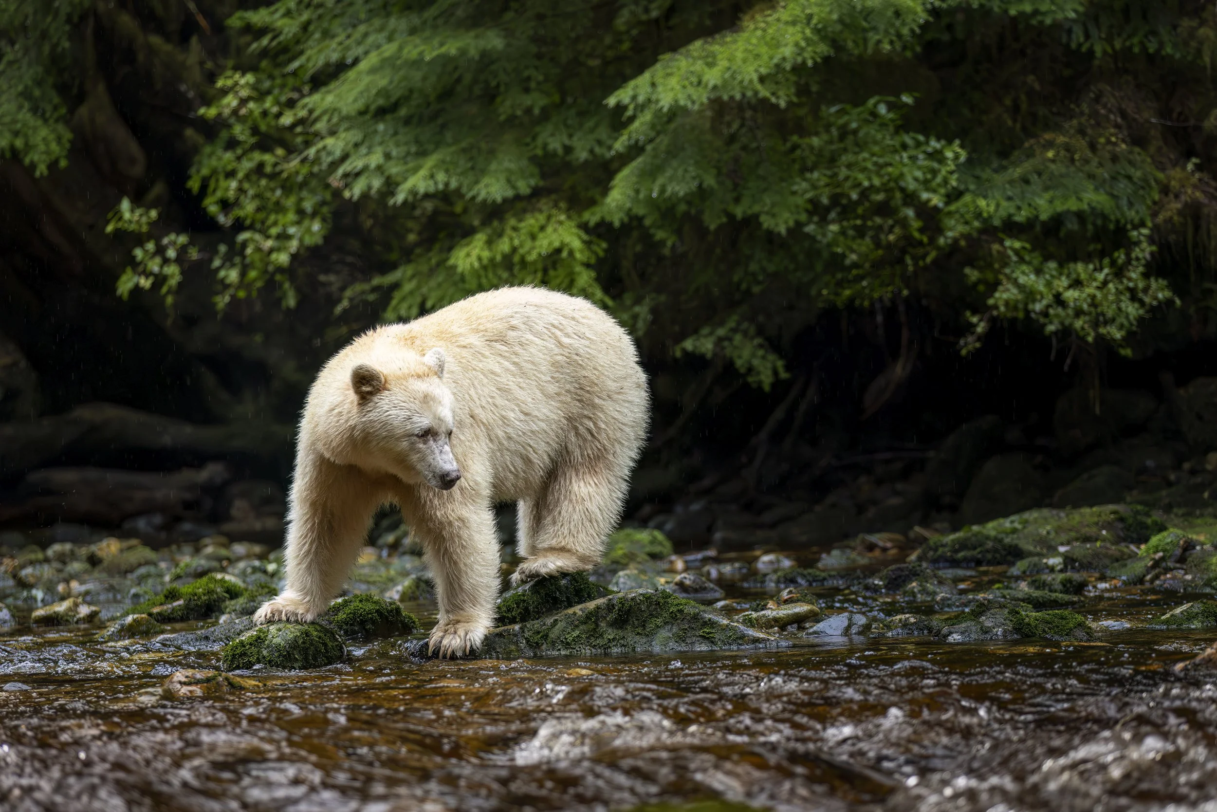 whitebearenvironmentriver.jpg
