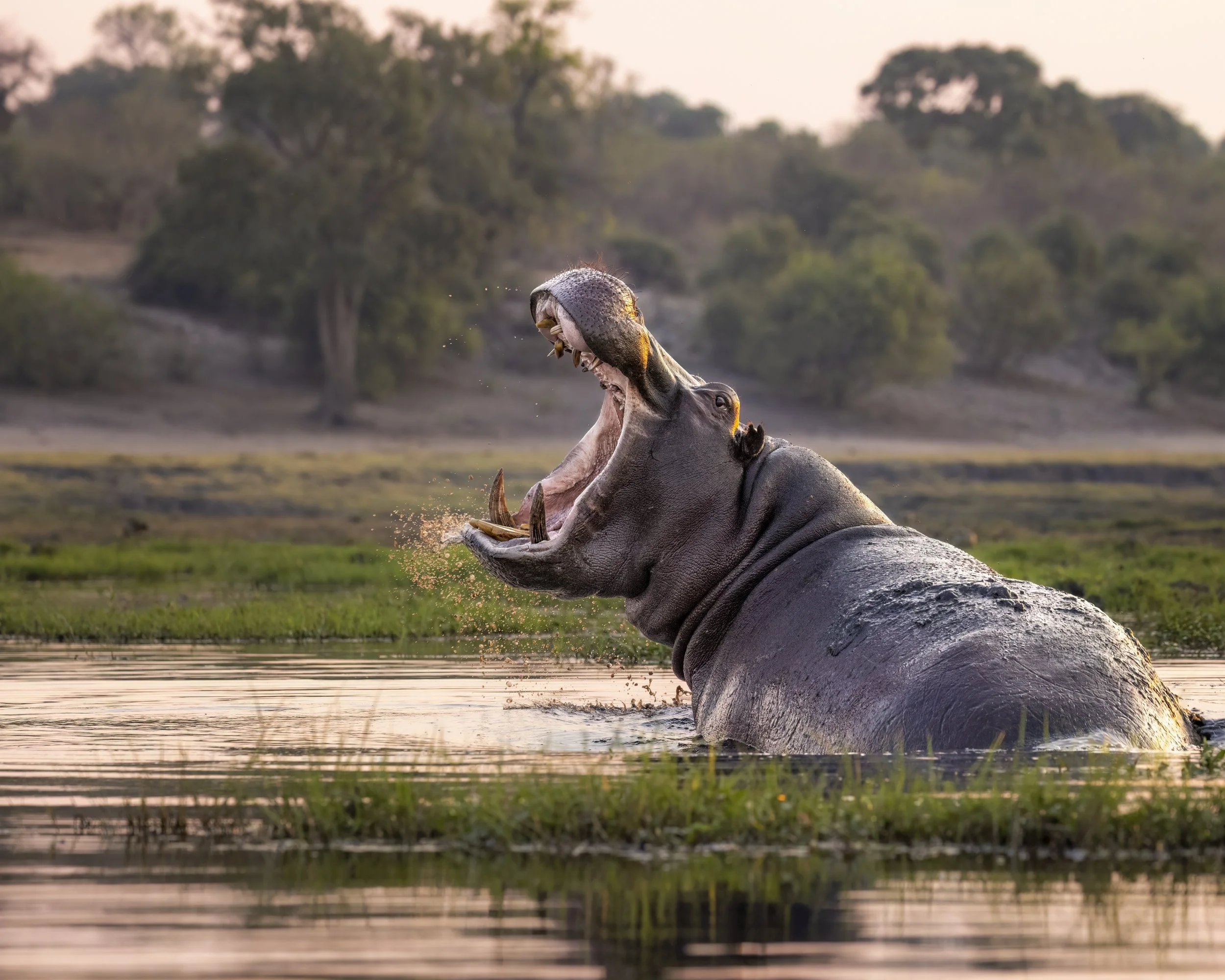 hippo.jpg
