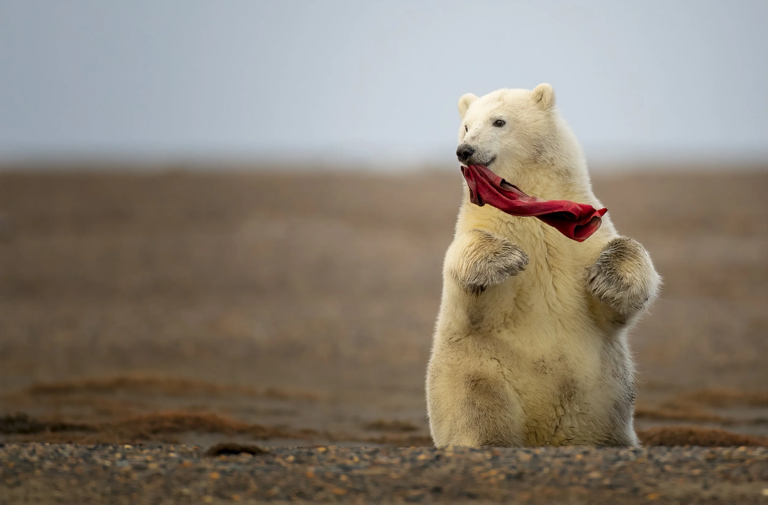beachfindpolarbear.jpg