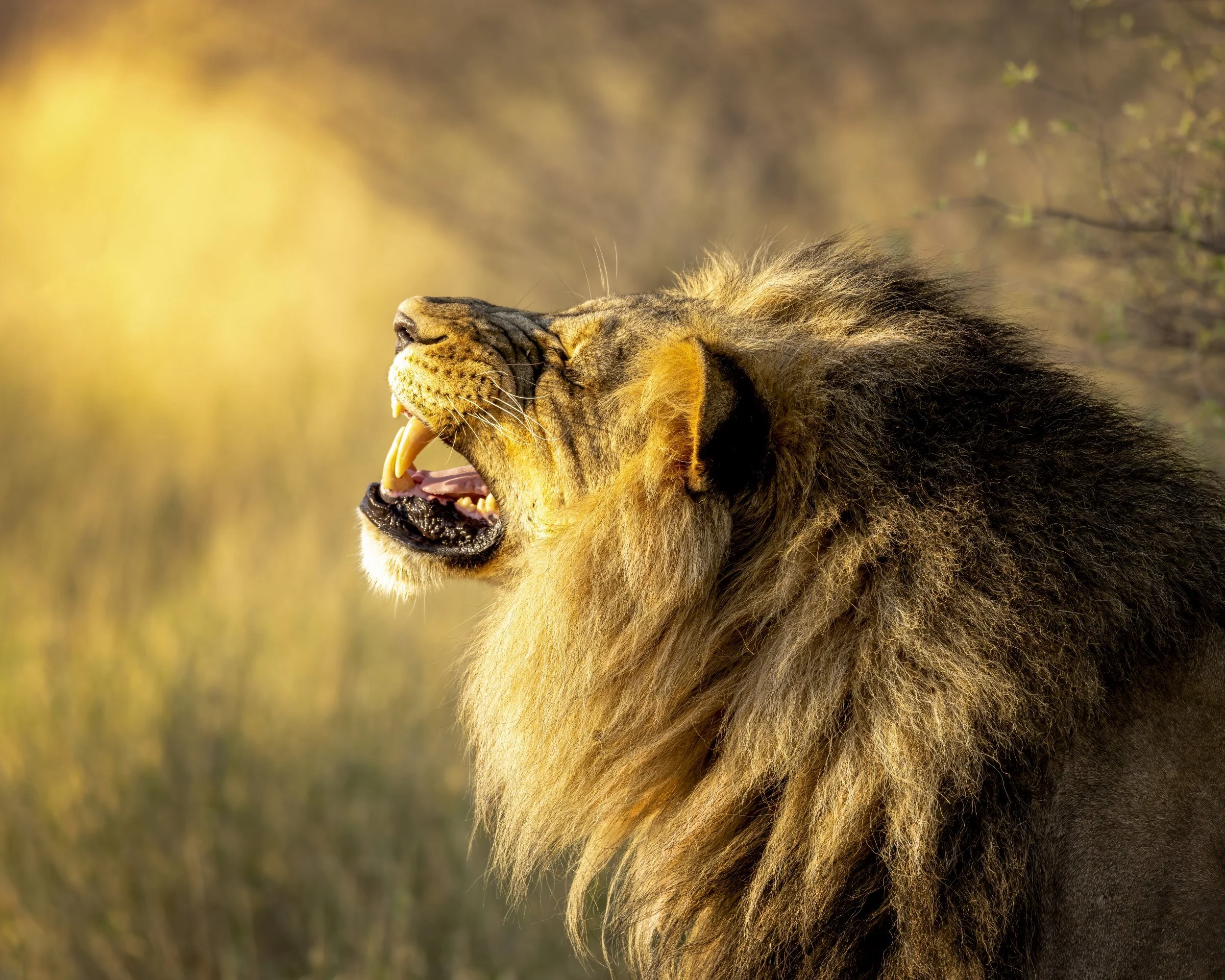 lionking1.jpg