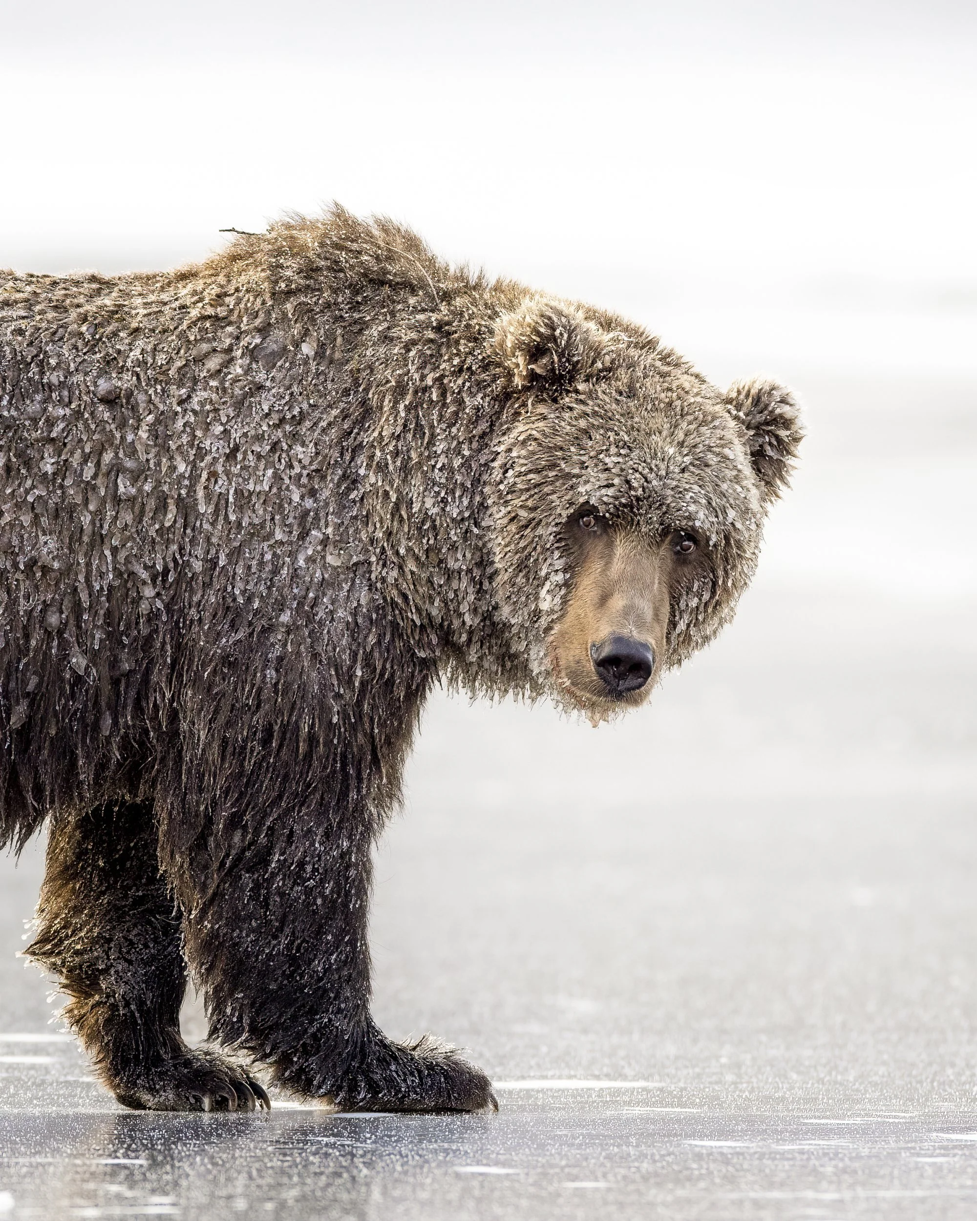 thinicebear2.jpg