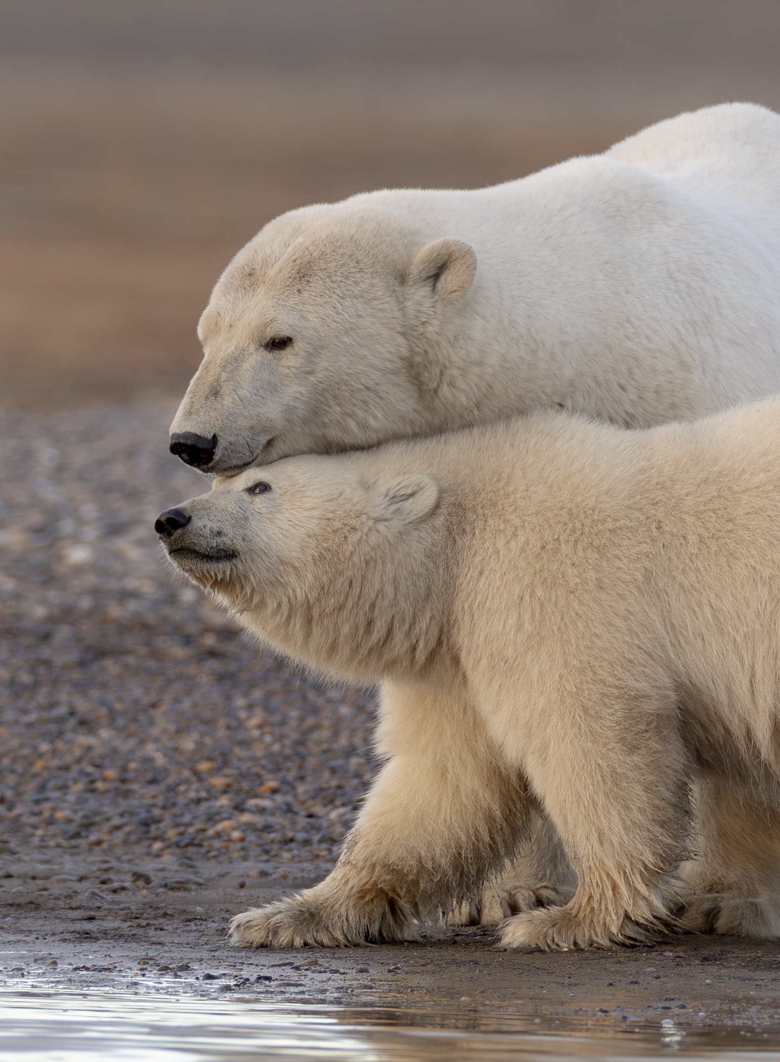 polarbearfamily.jpg