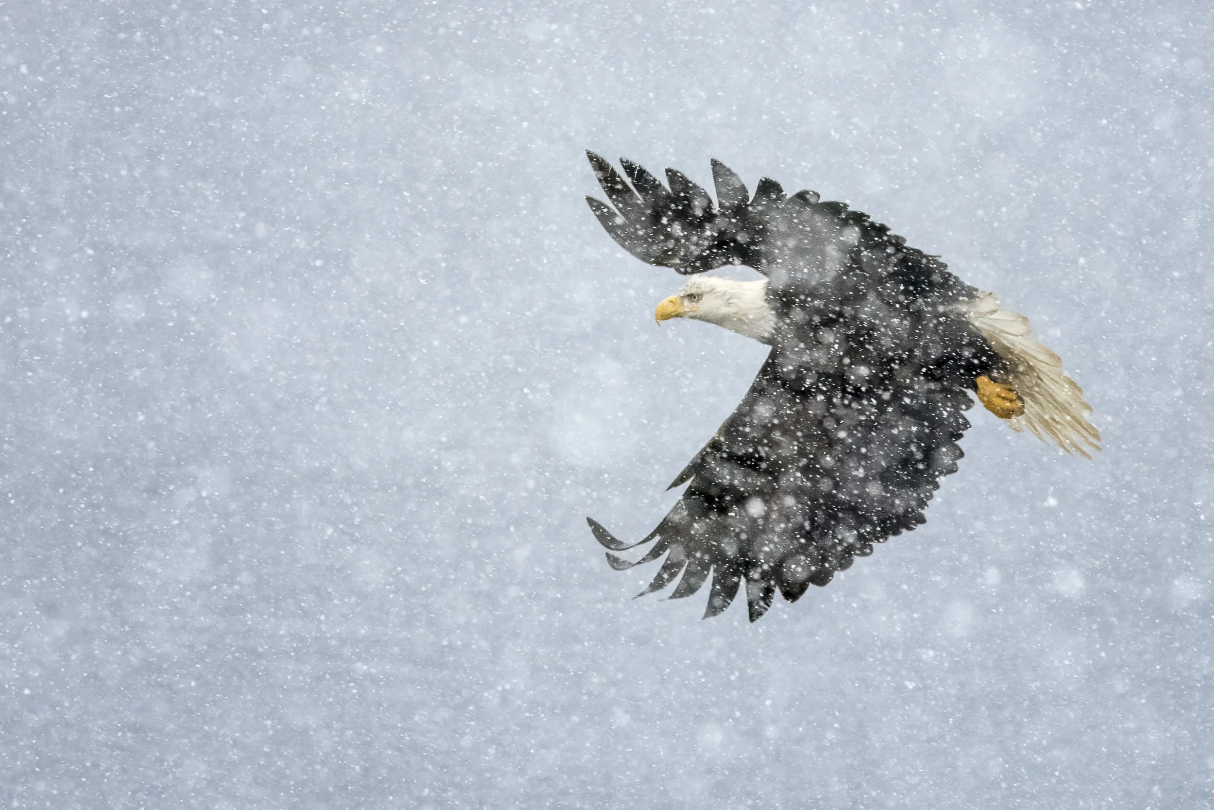 snoweagle.jpg