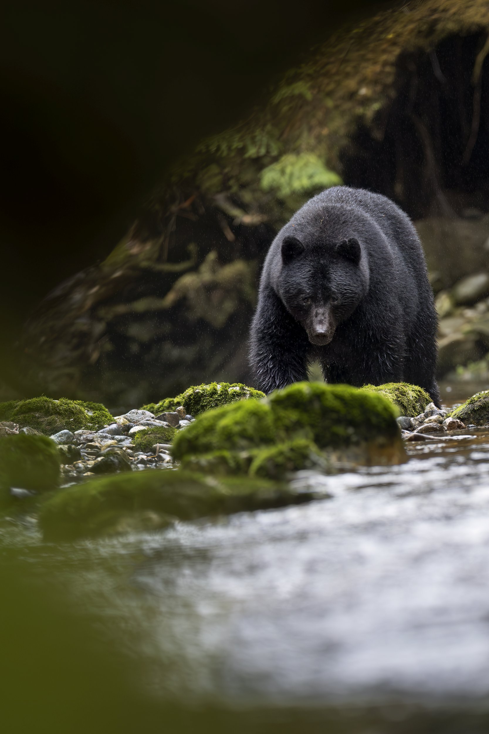 blackbearcanada.jpg