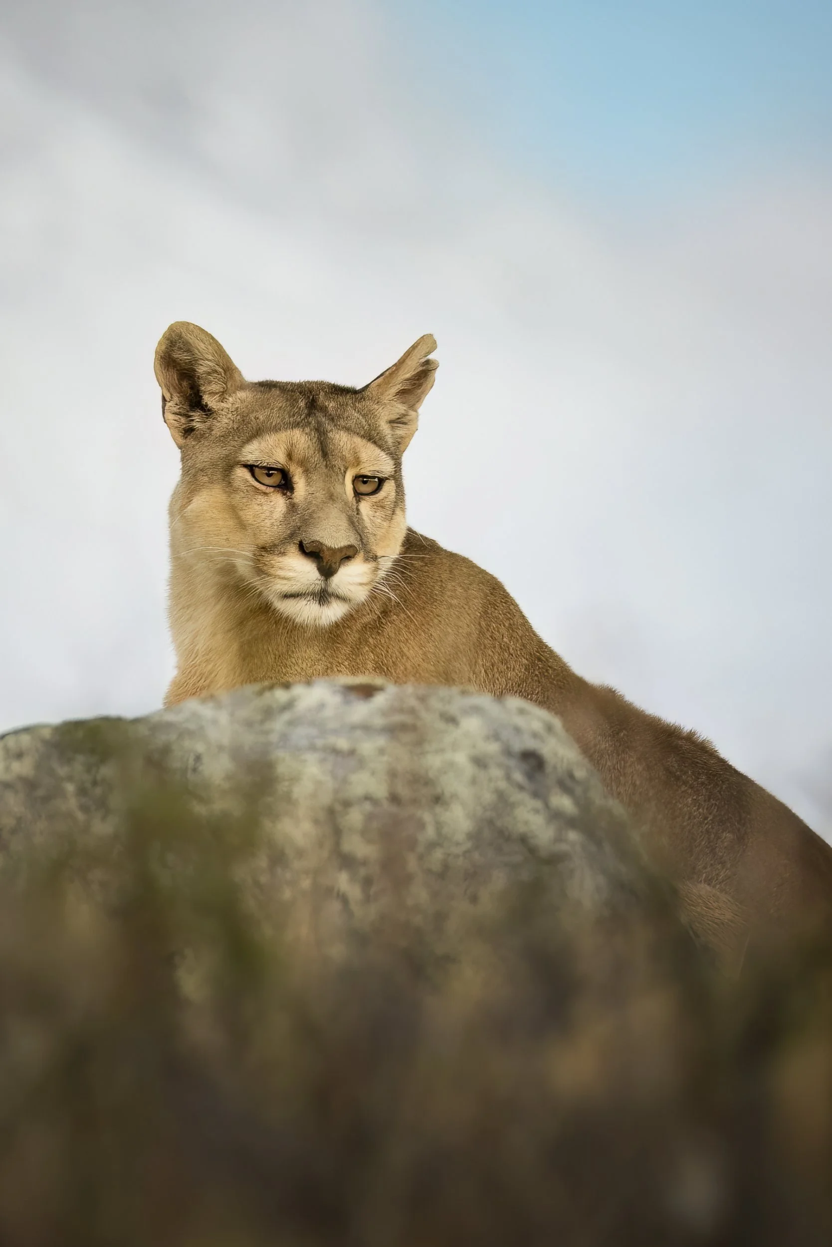 puma.jpg