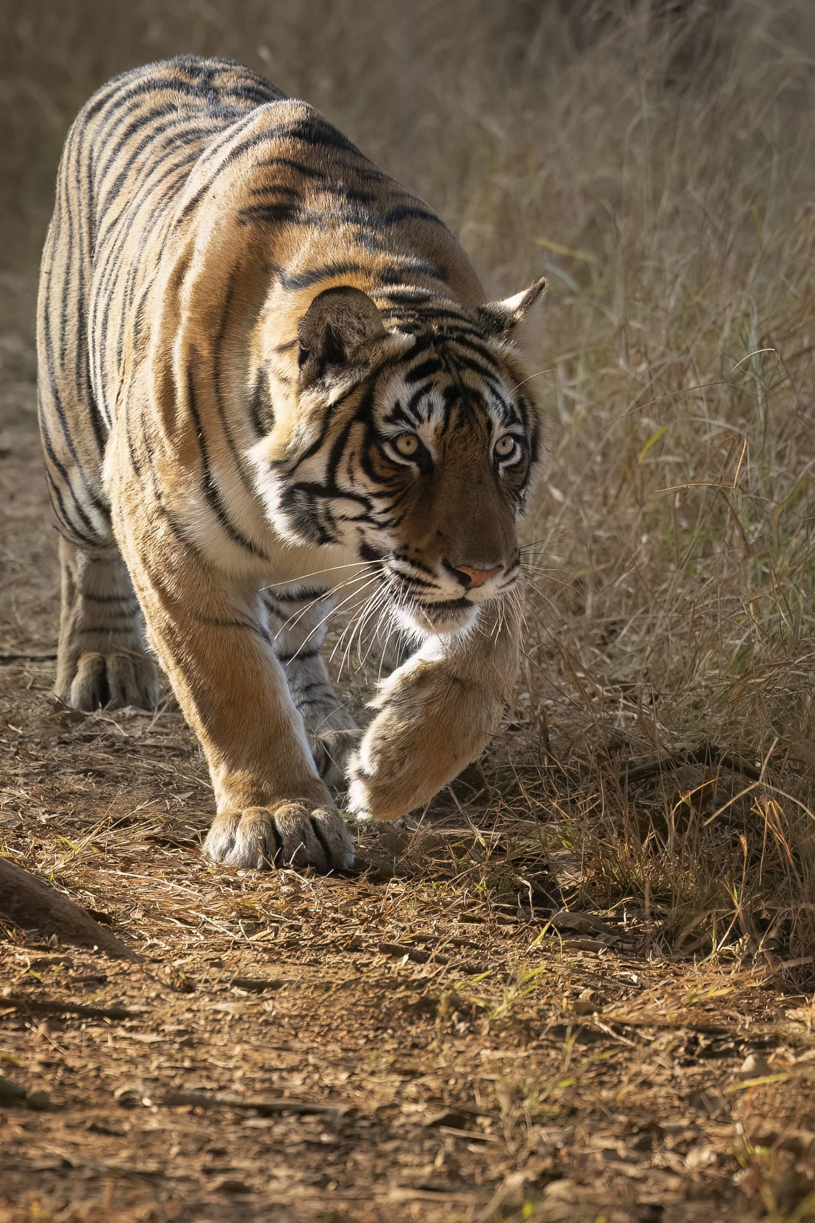 crouchtiger.jpg