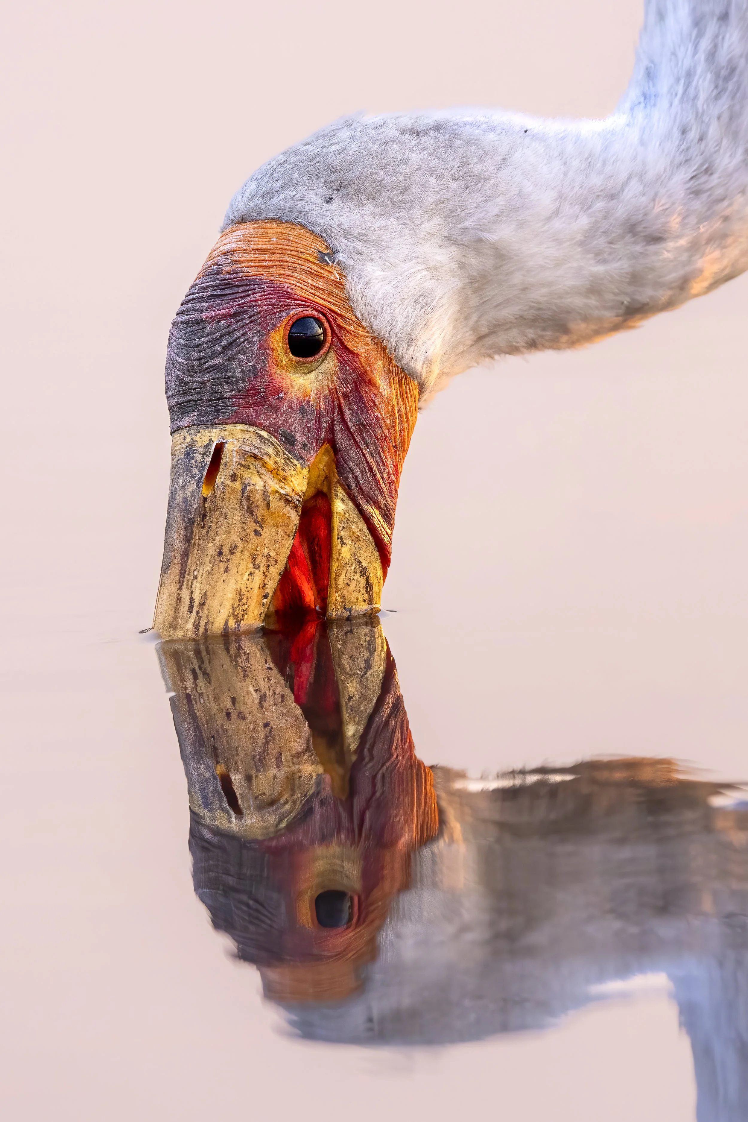 Close portrait of a stork's head and bill reflected in still water