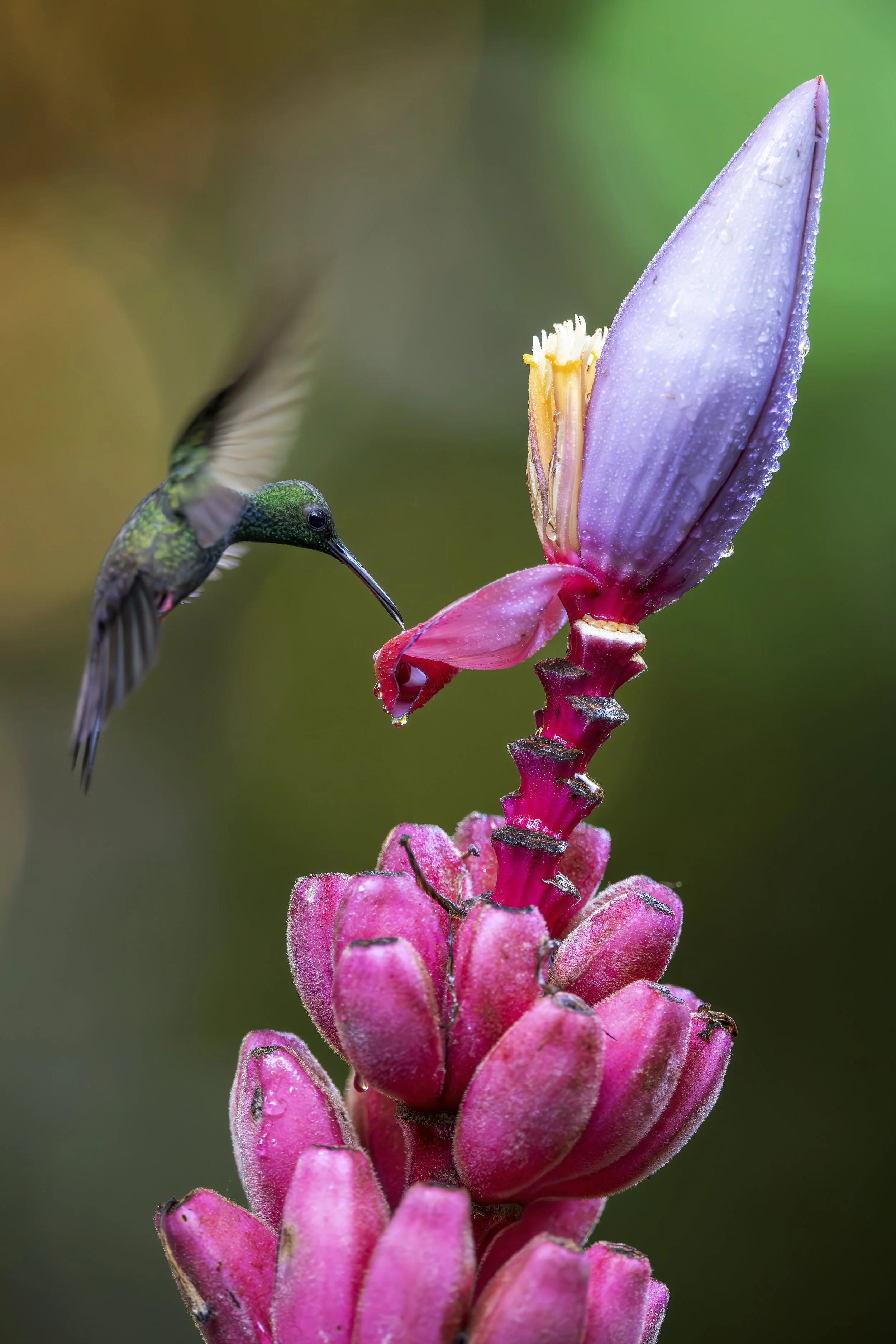 Hummingbird feeding at a wild banana flower in Costa Rica