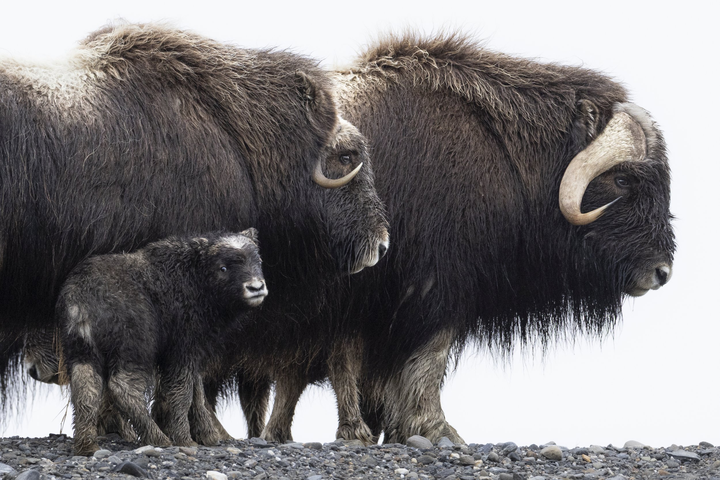 muskoxfamily2.jpg