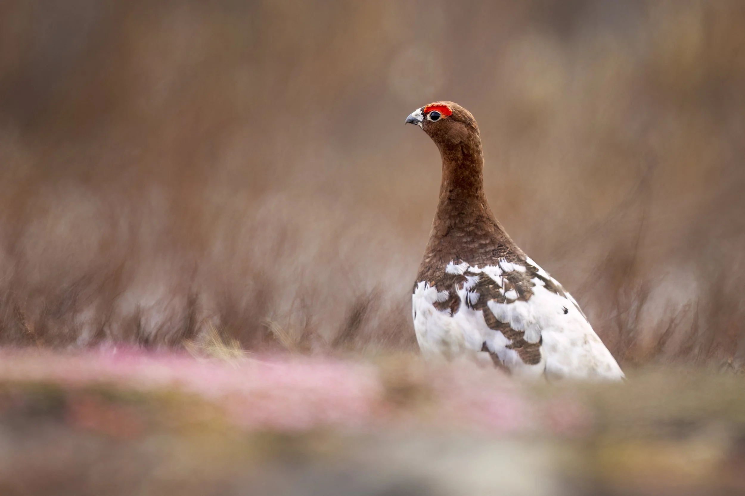 ptarmigantundra.jpg