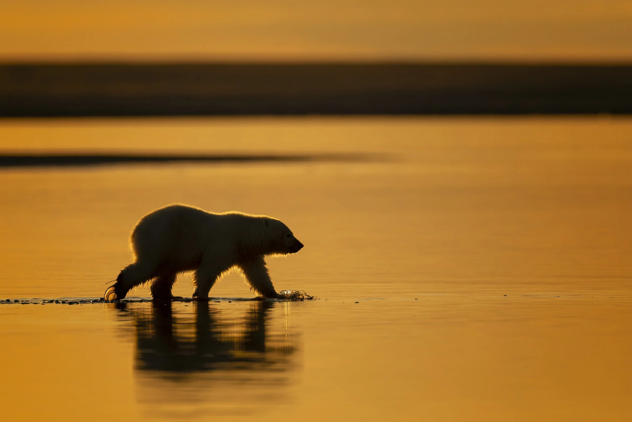 polarbearcubsunset.jpg