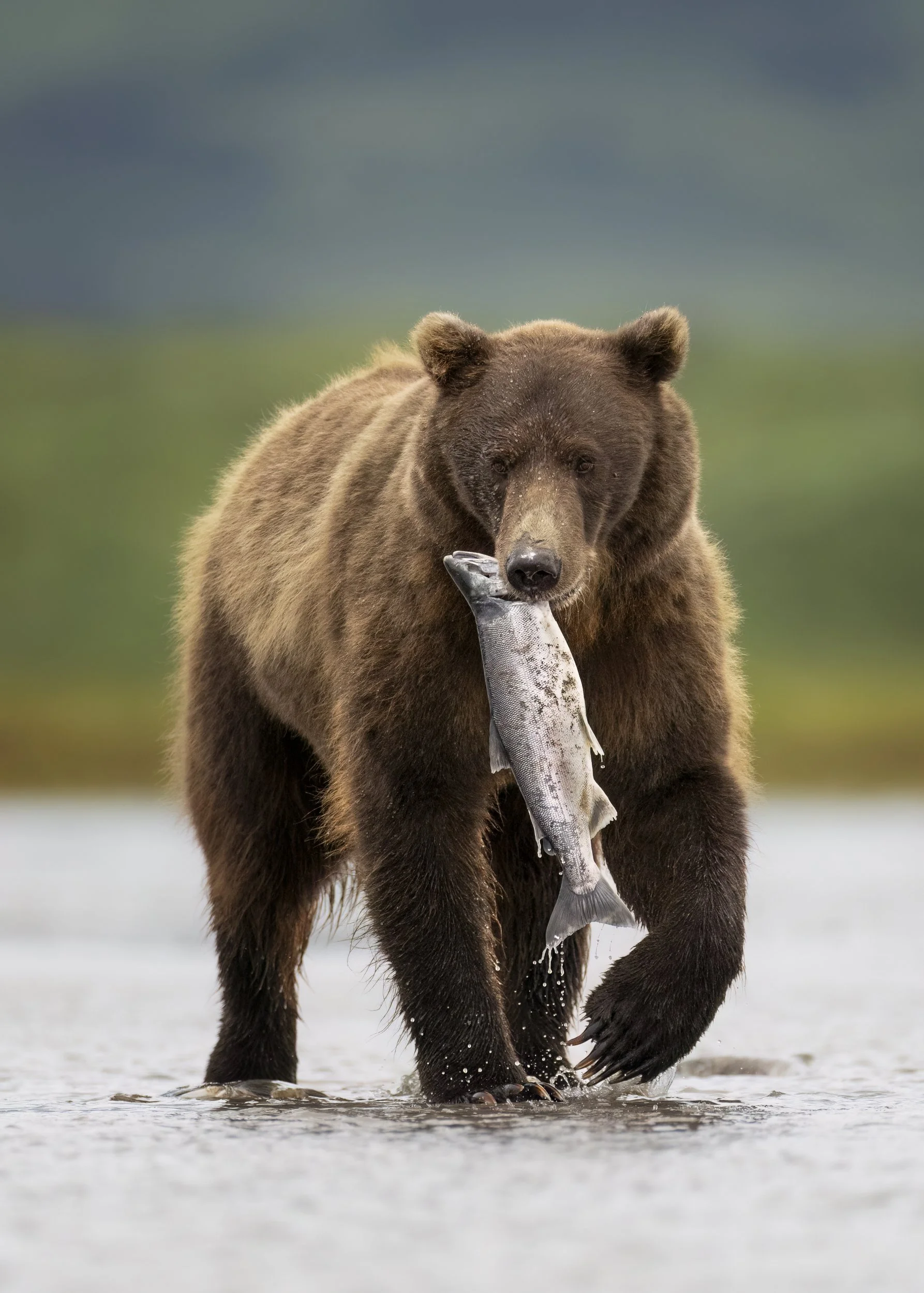bearwithsilver.jpg