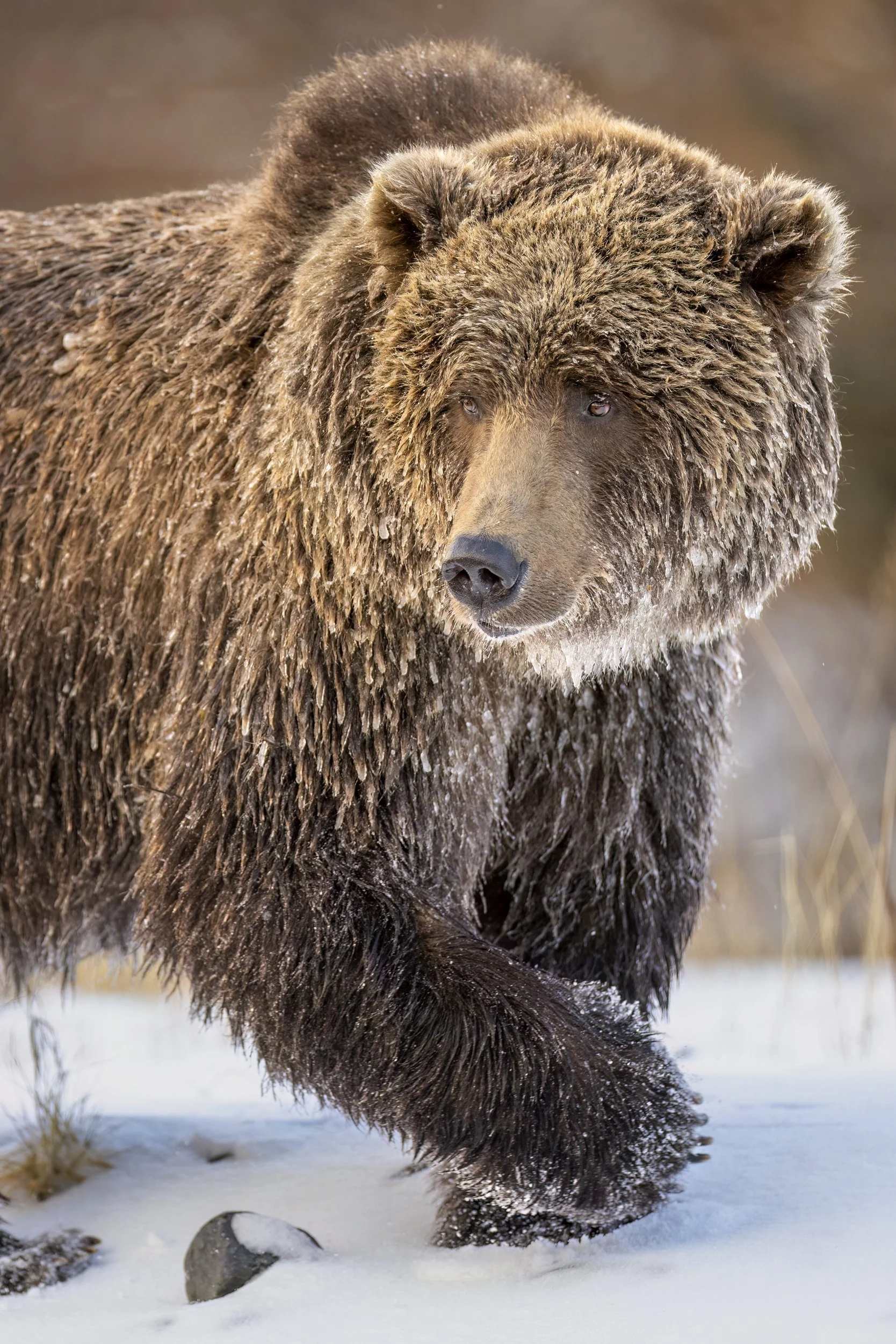 frozenriverbear3.jpg