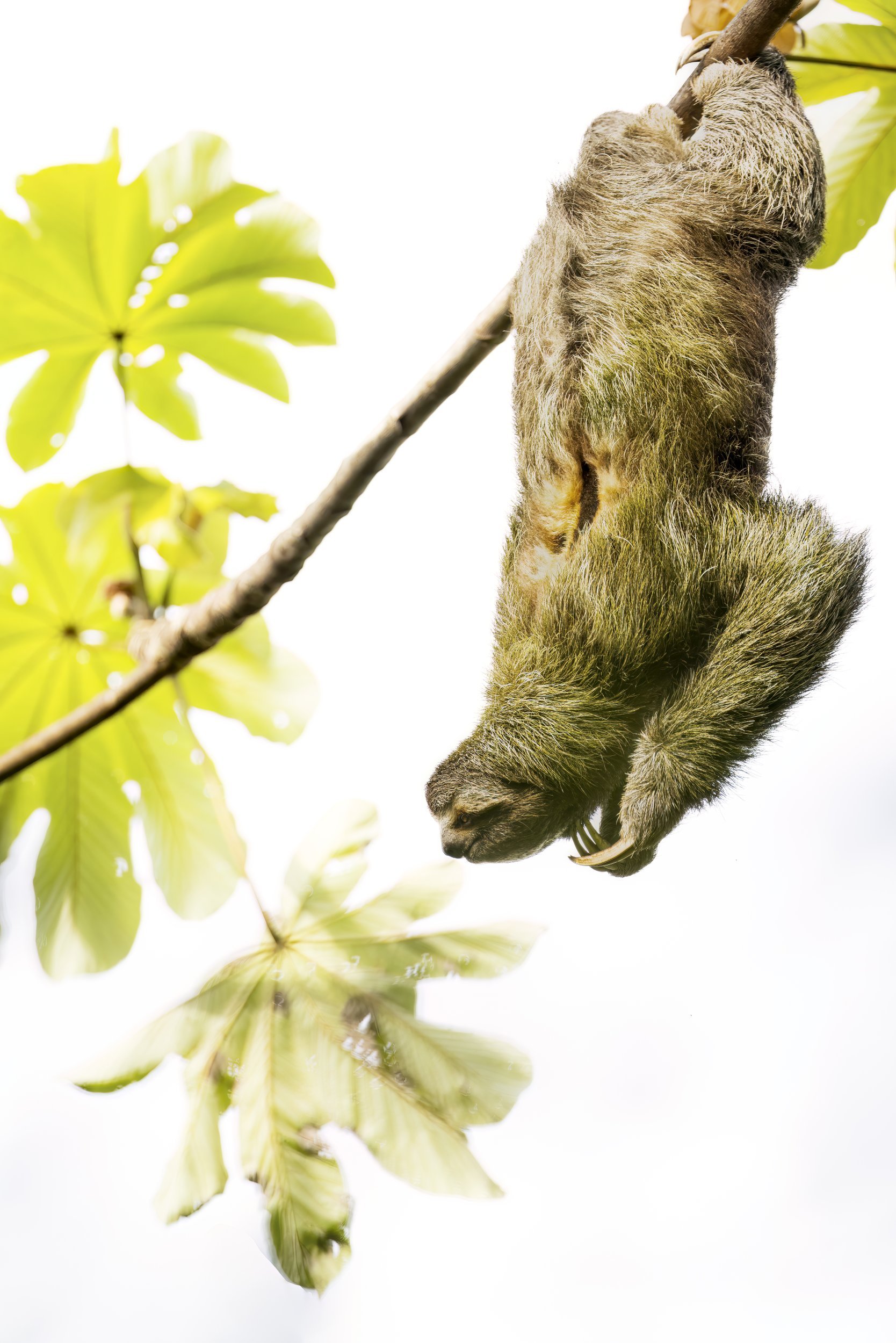 sloth.jpg