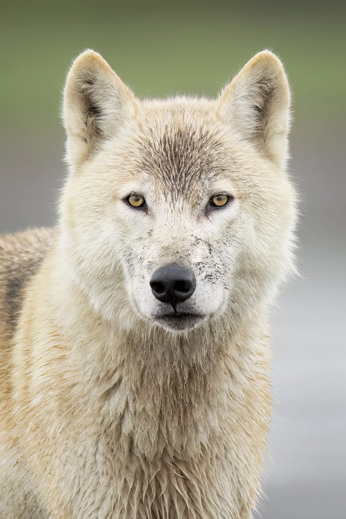 wolfportrait.JPG