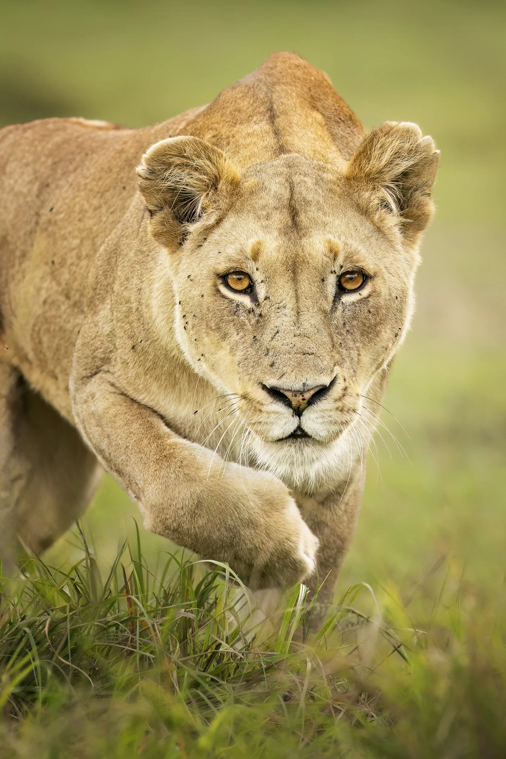 lioness.jpg