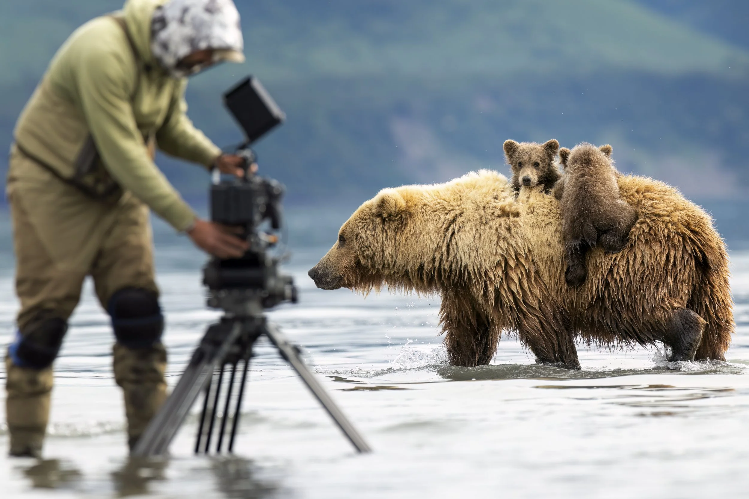 Filming a brown bear sow carrying two cubs on her back through shallow water