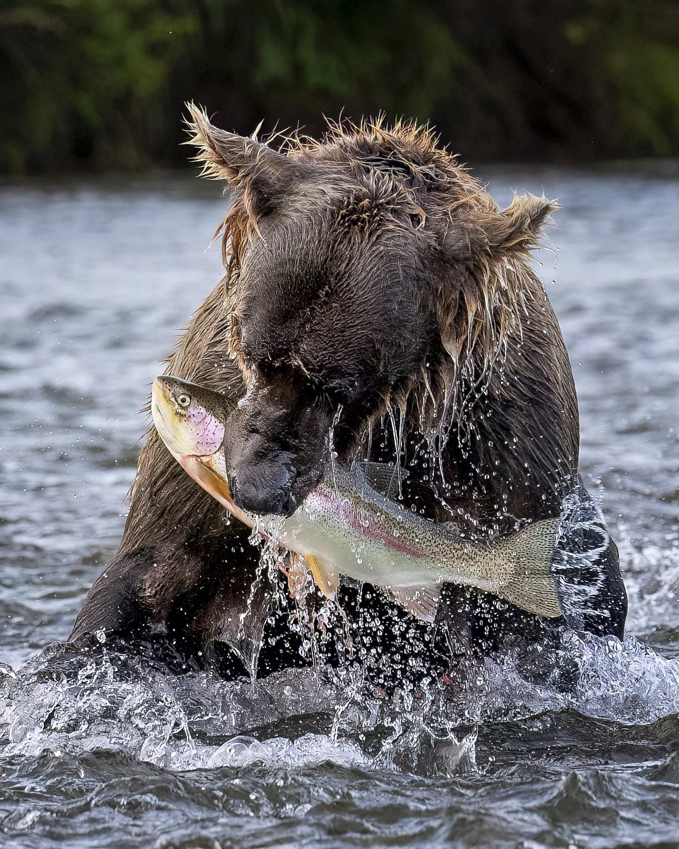rainbowbear.jpg