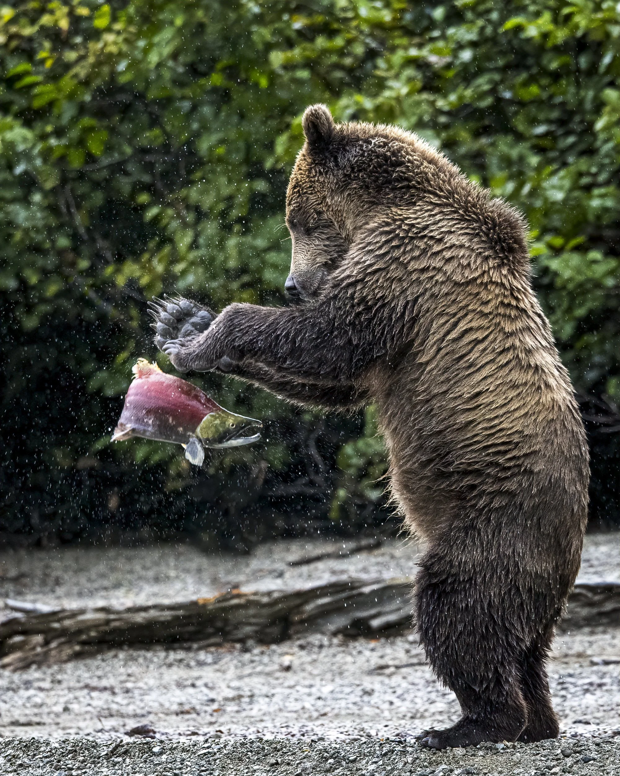 magicbear.jpg