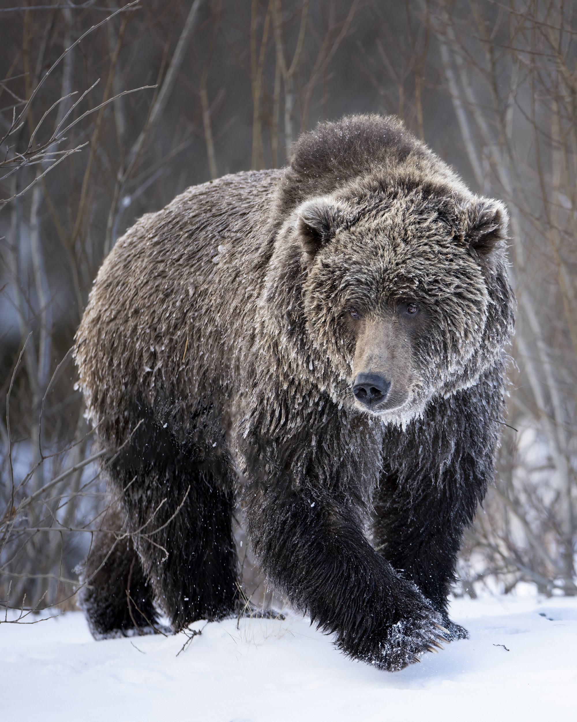 frozenriverbear1.jpg
