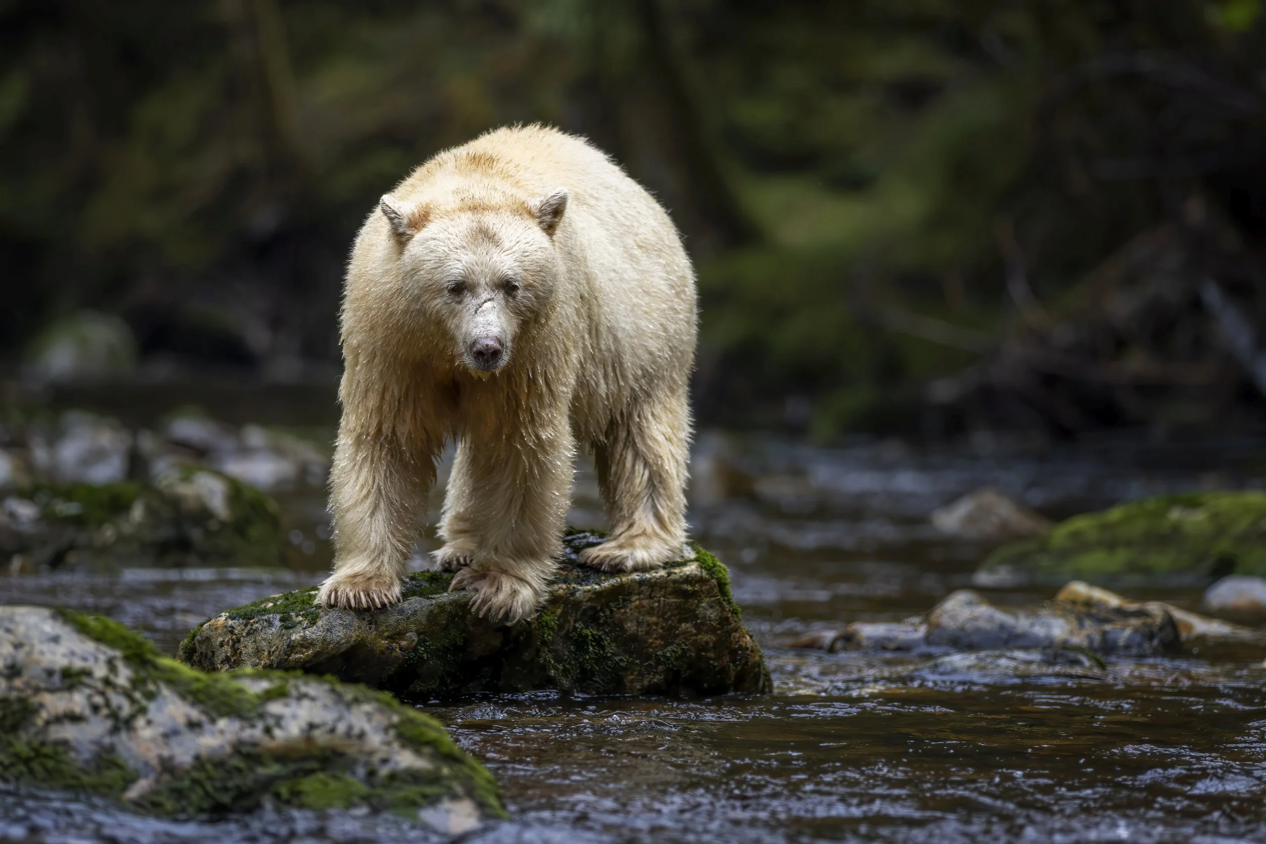 whitebear.jpg