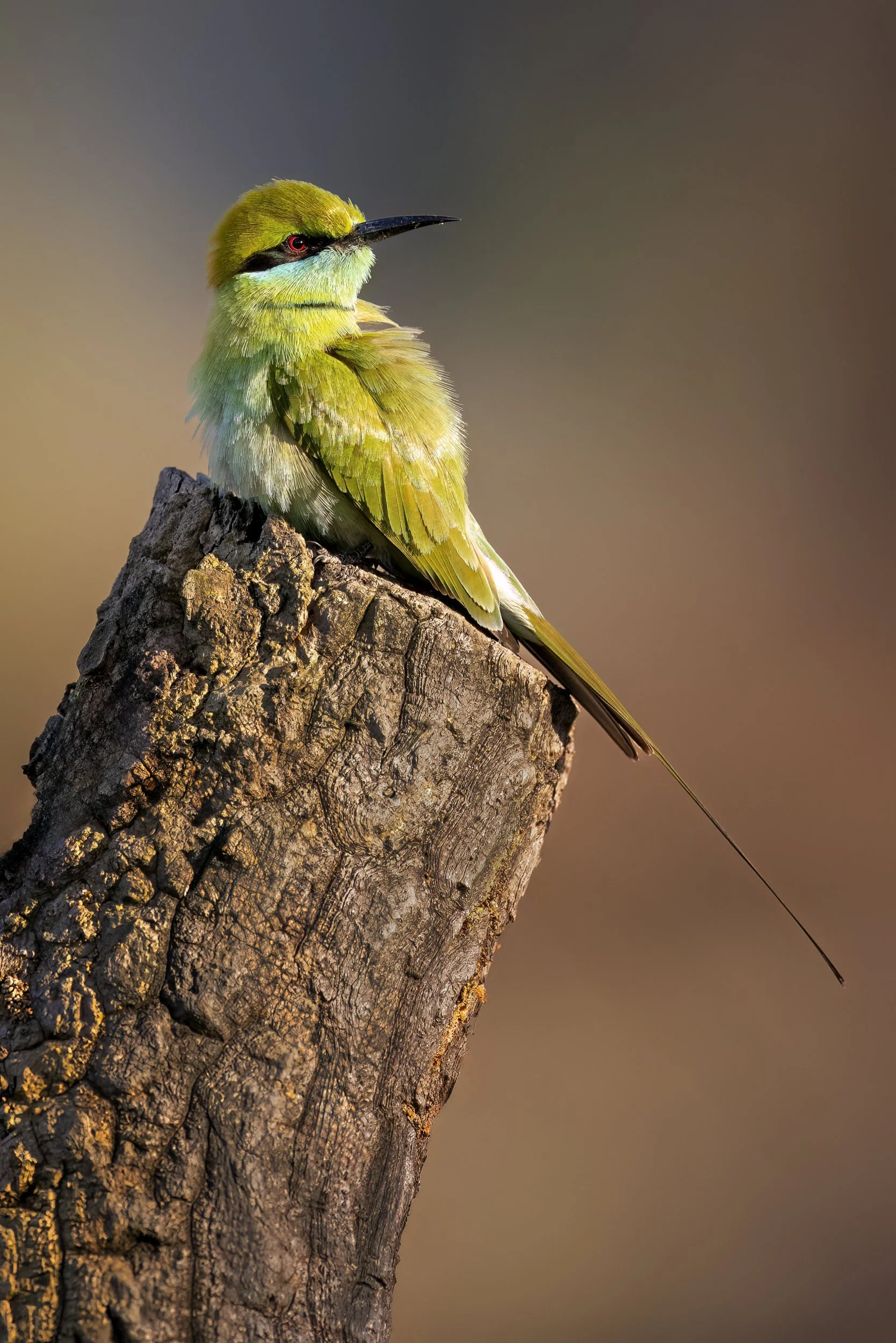 beeeater.jpg