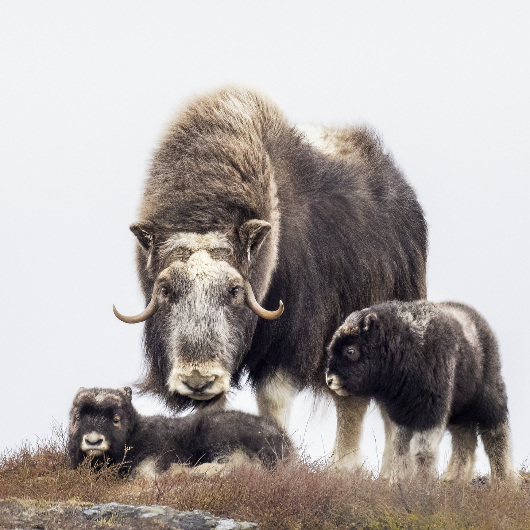 muskoxfamily.jpg