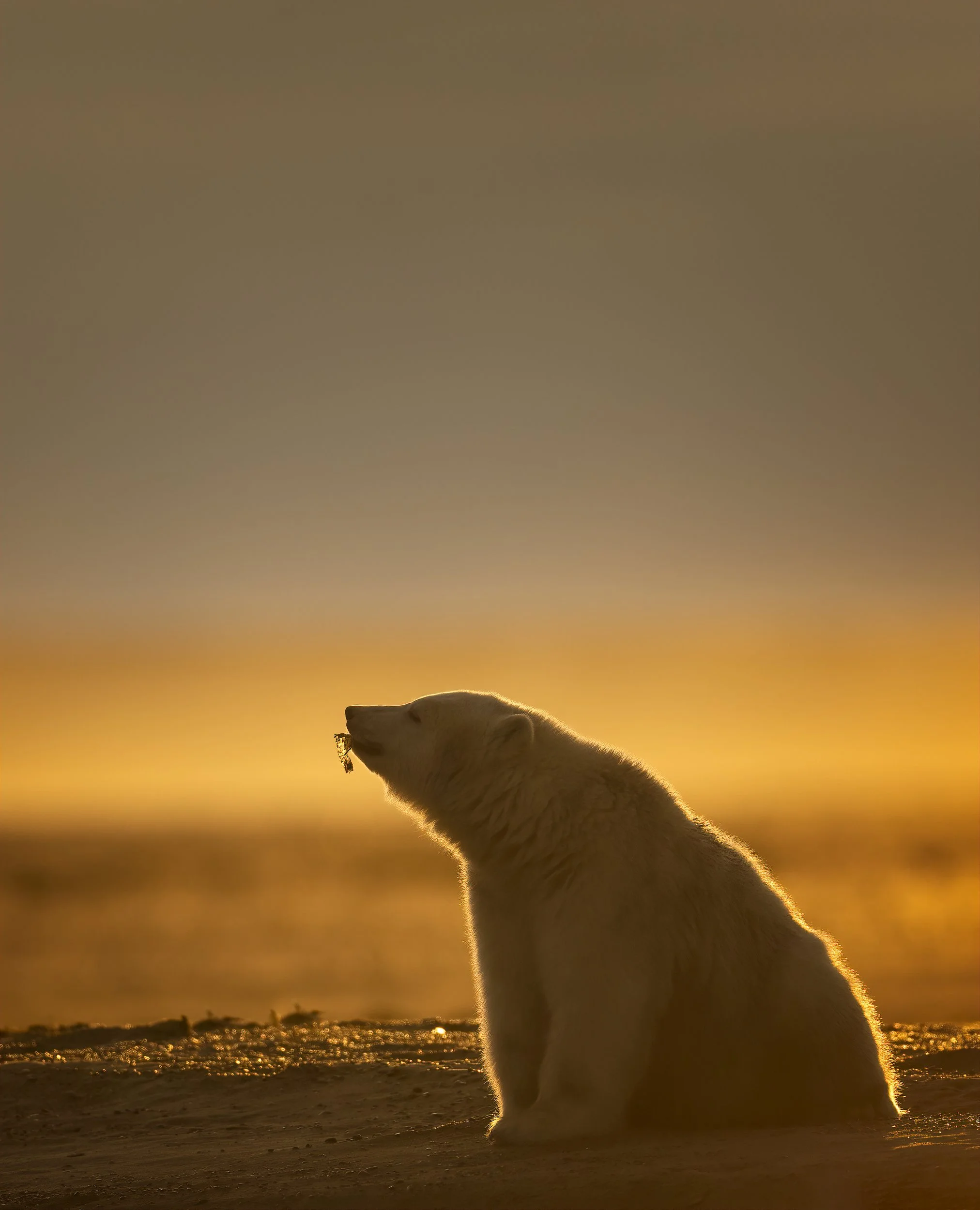 polarbearseaweed.jpg