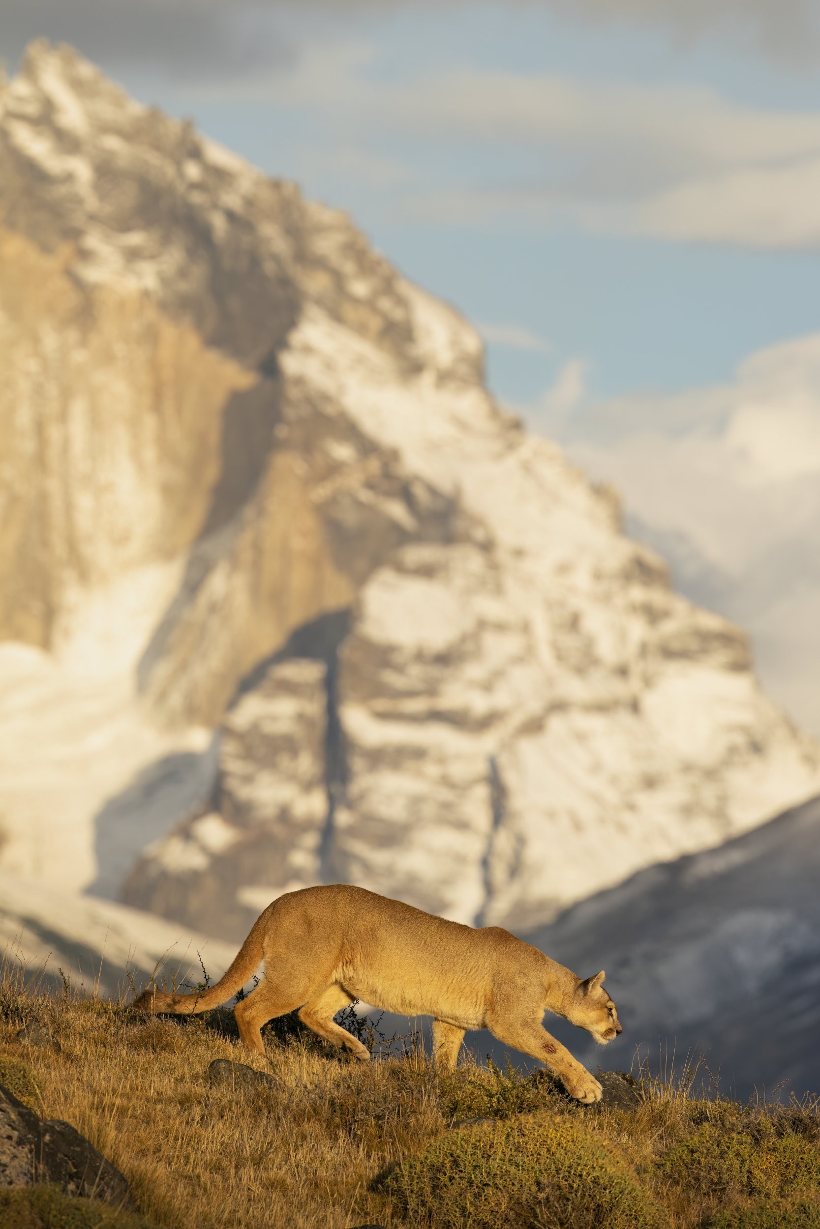 puma2.jpg