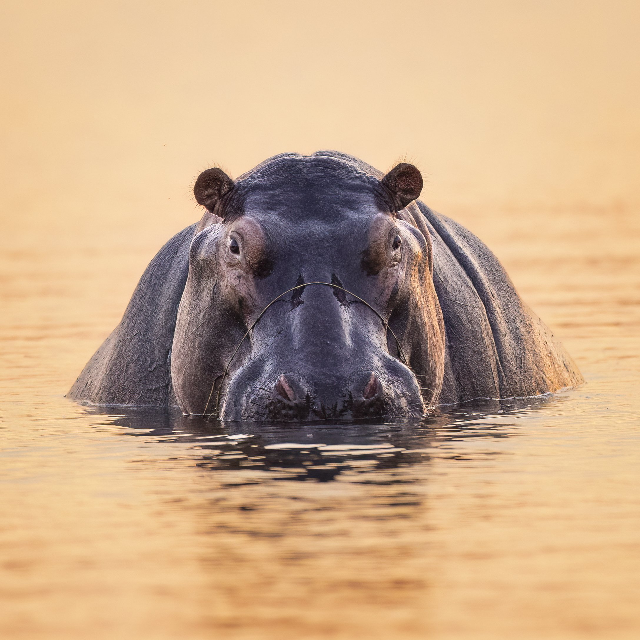 hippo2.jpg