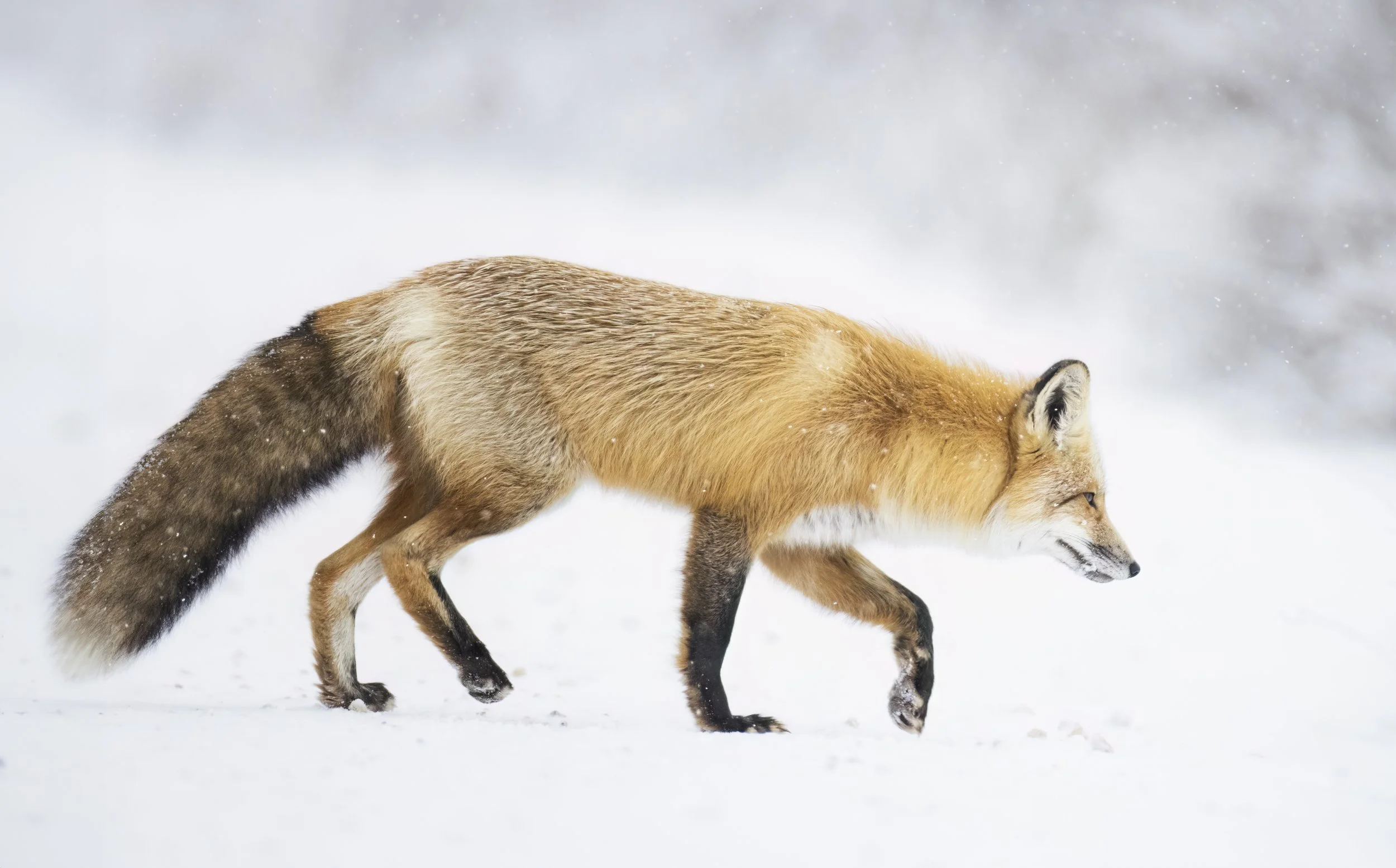 snowfox.jpg