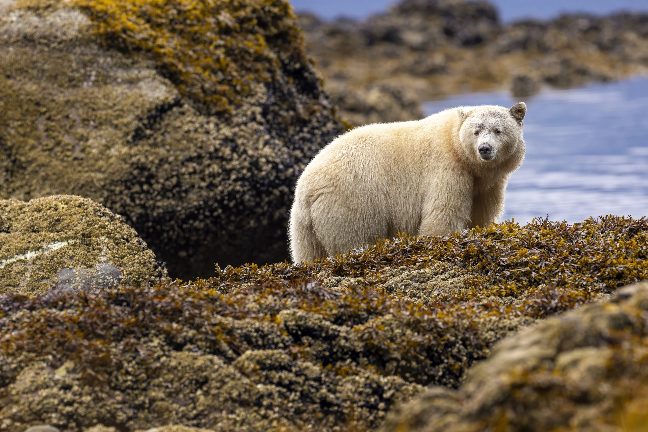 kelpwhitebear.jpg