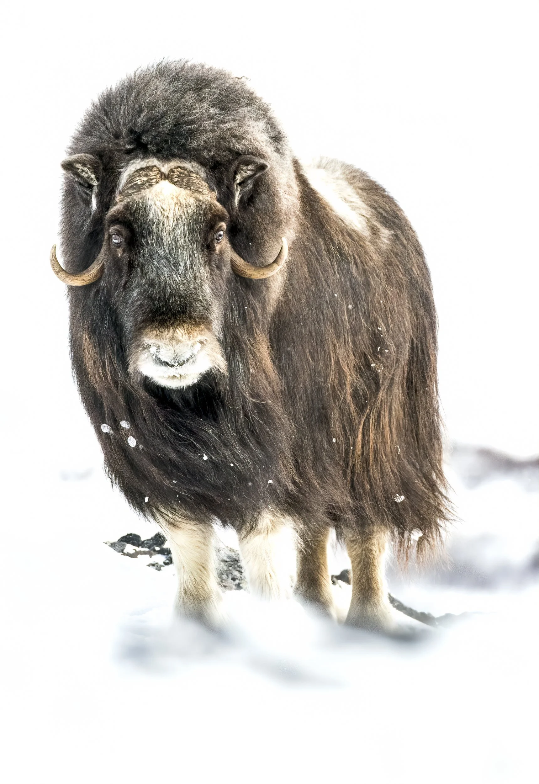covermuskox.jpg