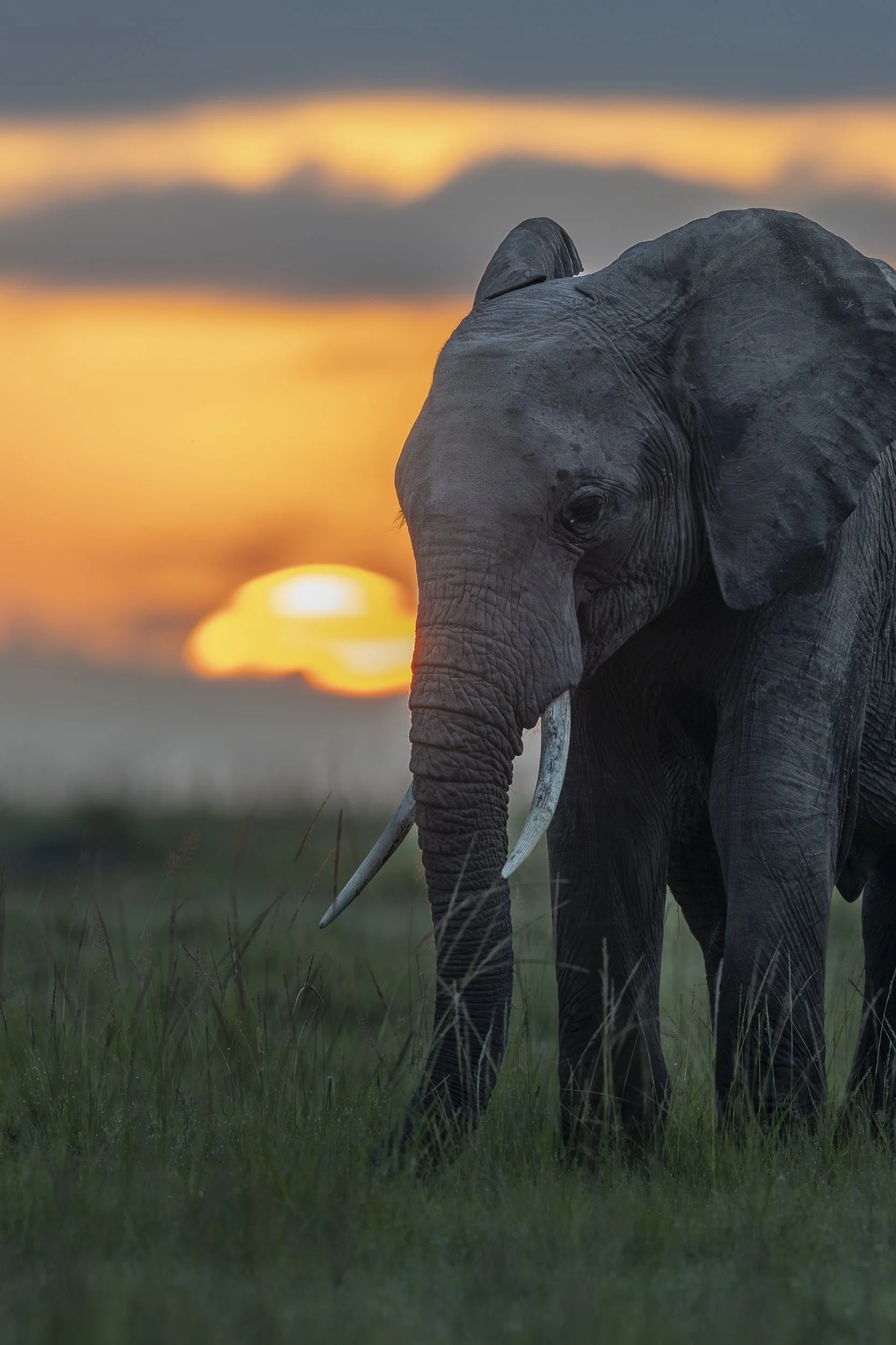 elephantsunrise.jpg
