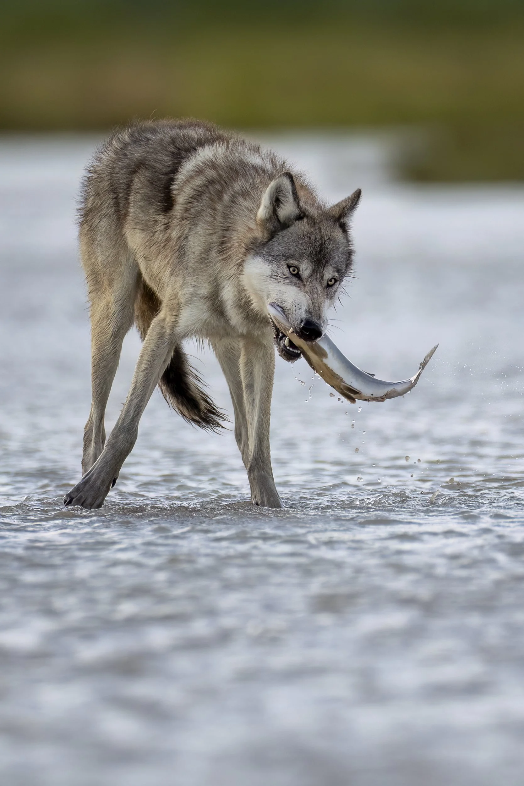 wolfwithfish3.jpg