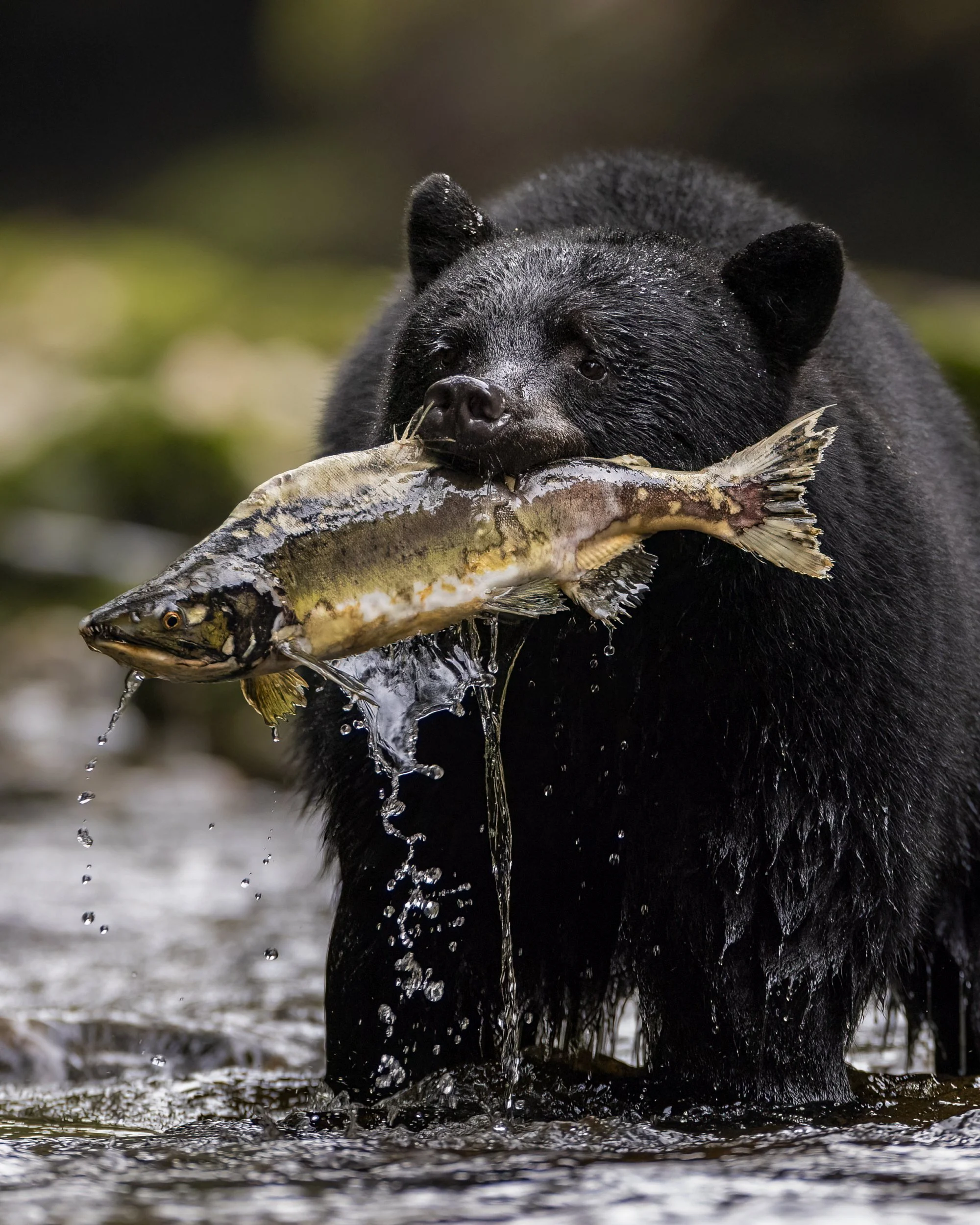 blackbearwithdog.jpg