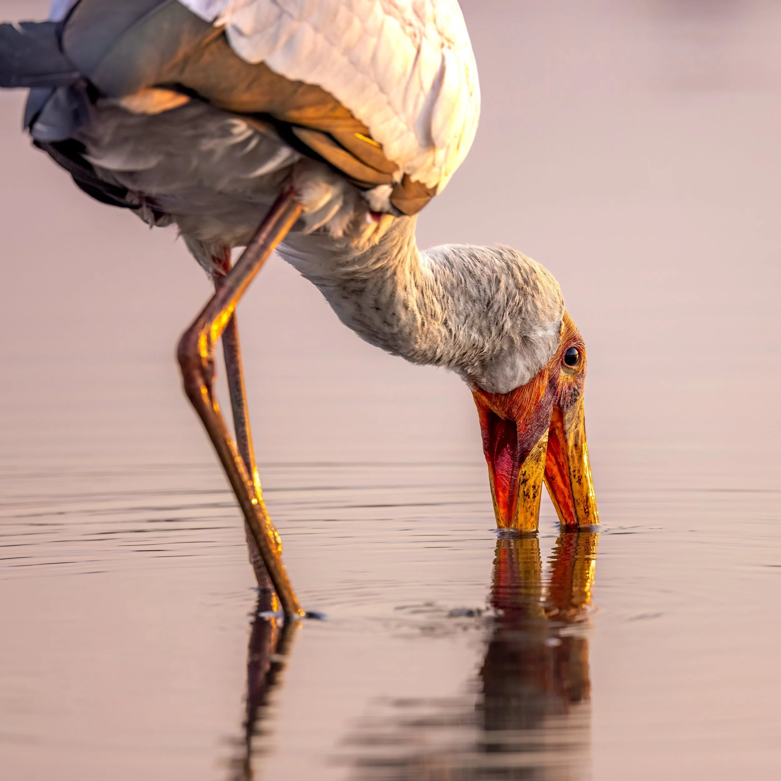 stork1.jpg
