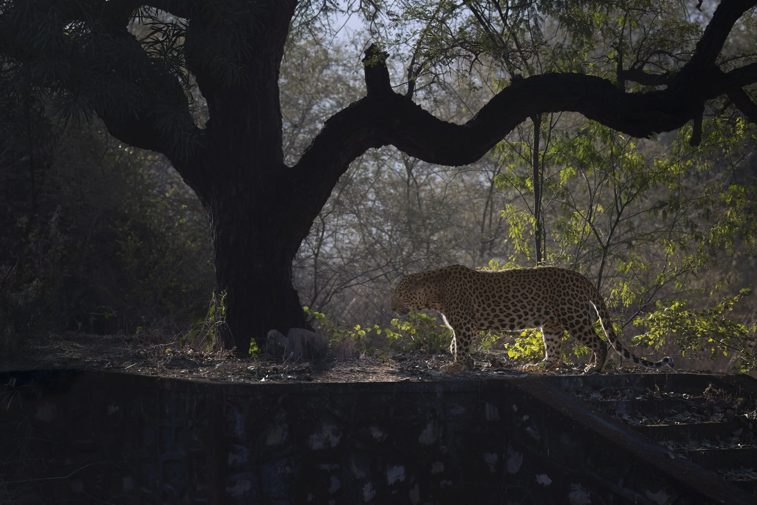 leopard.jpg